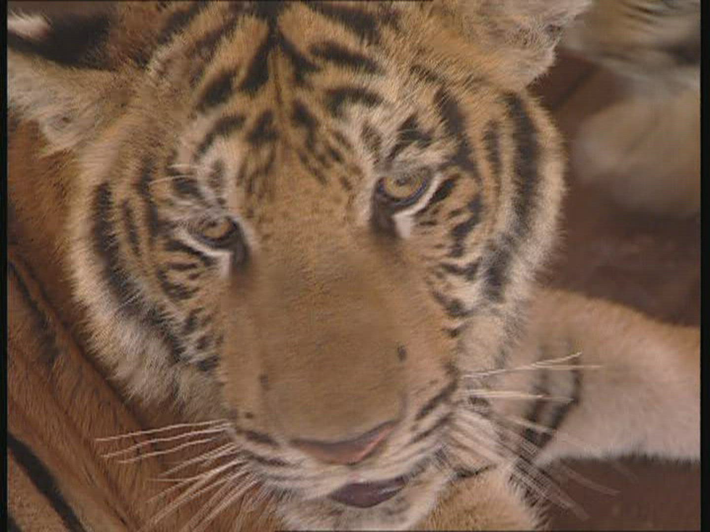 964687421 / Tiger / Animal Keeper / Thailand