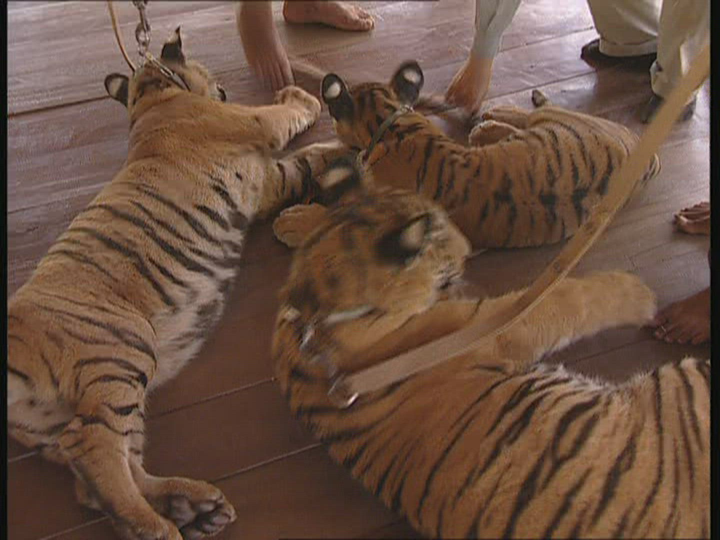 957213003 / Tiger / Animal Keeper / Thailand