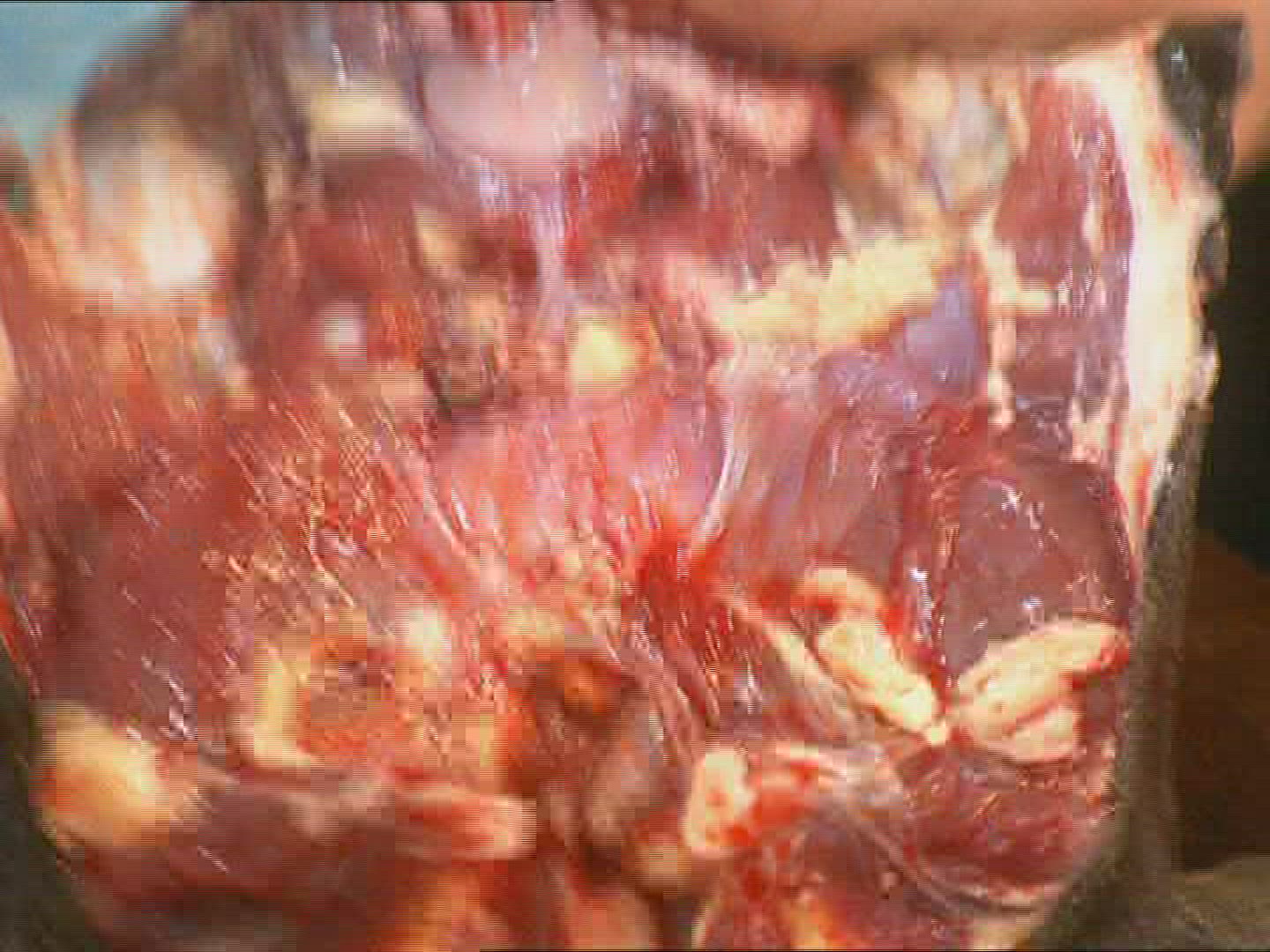 475000340 / Turtle / Cook / Preparing / Taiwan
