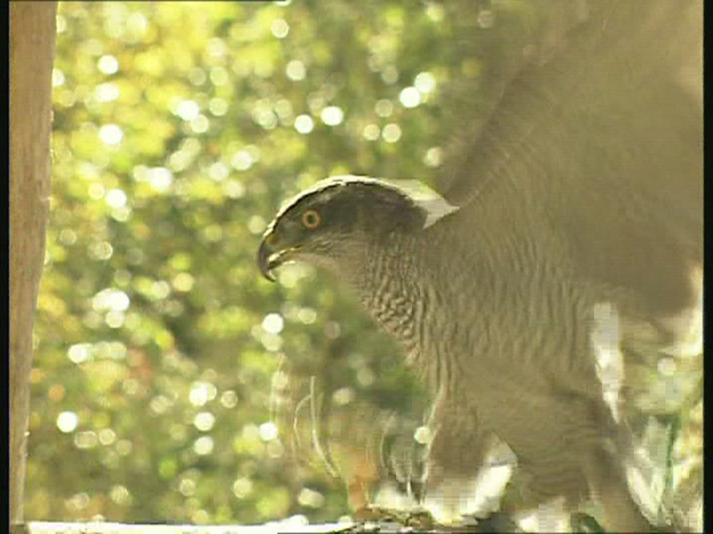 605846174 / Goshawk / Keeping of Animals / Germany