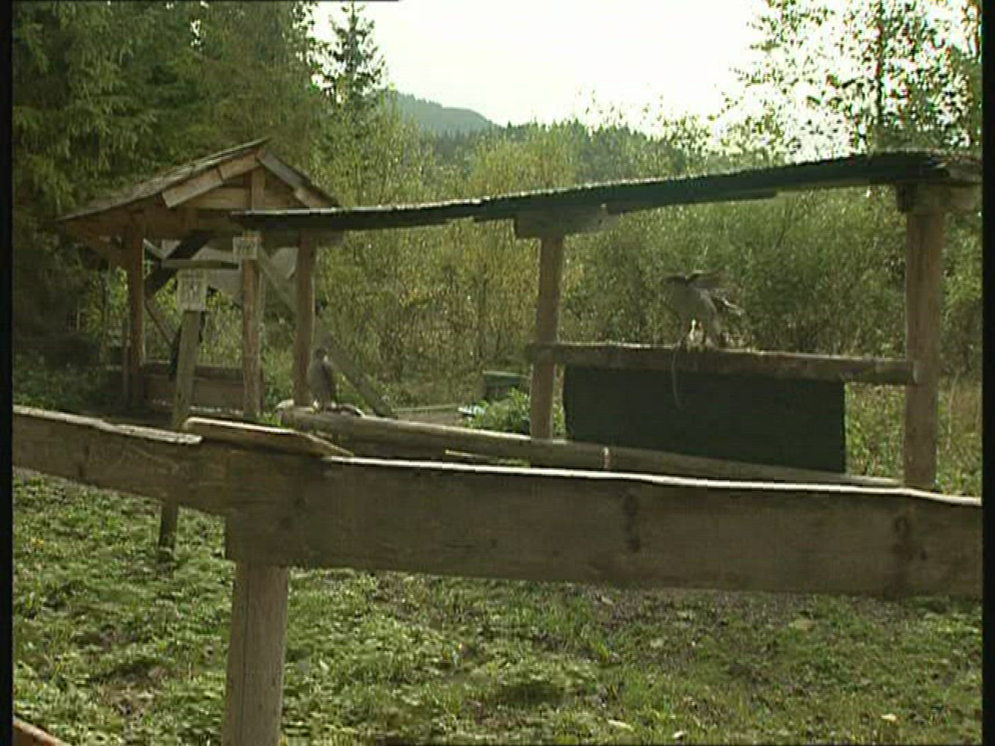 596153302 / Goshawk / Keeping of Animals / Germany