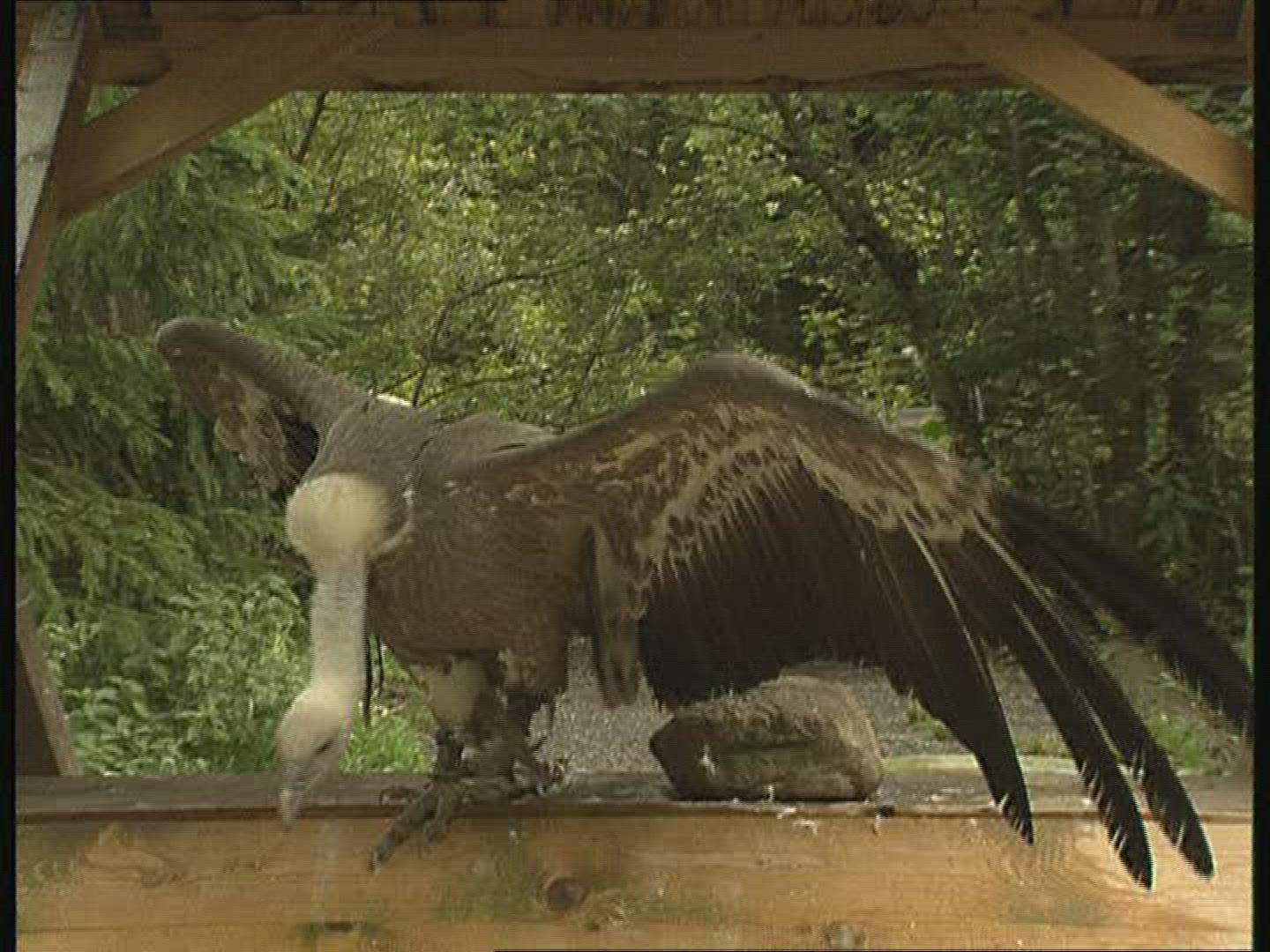 914615582 / Griffon Vulture / Keeping of Animals / Germany