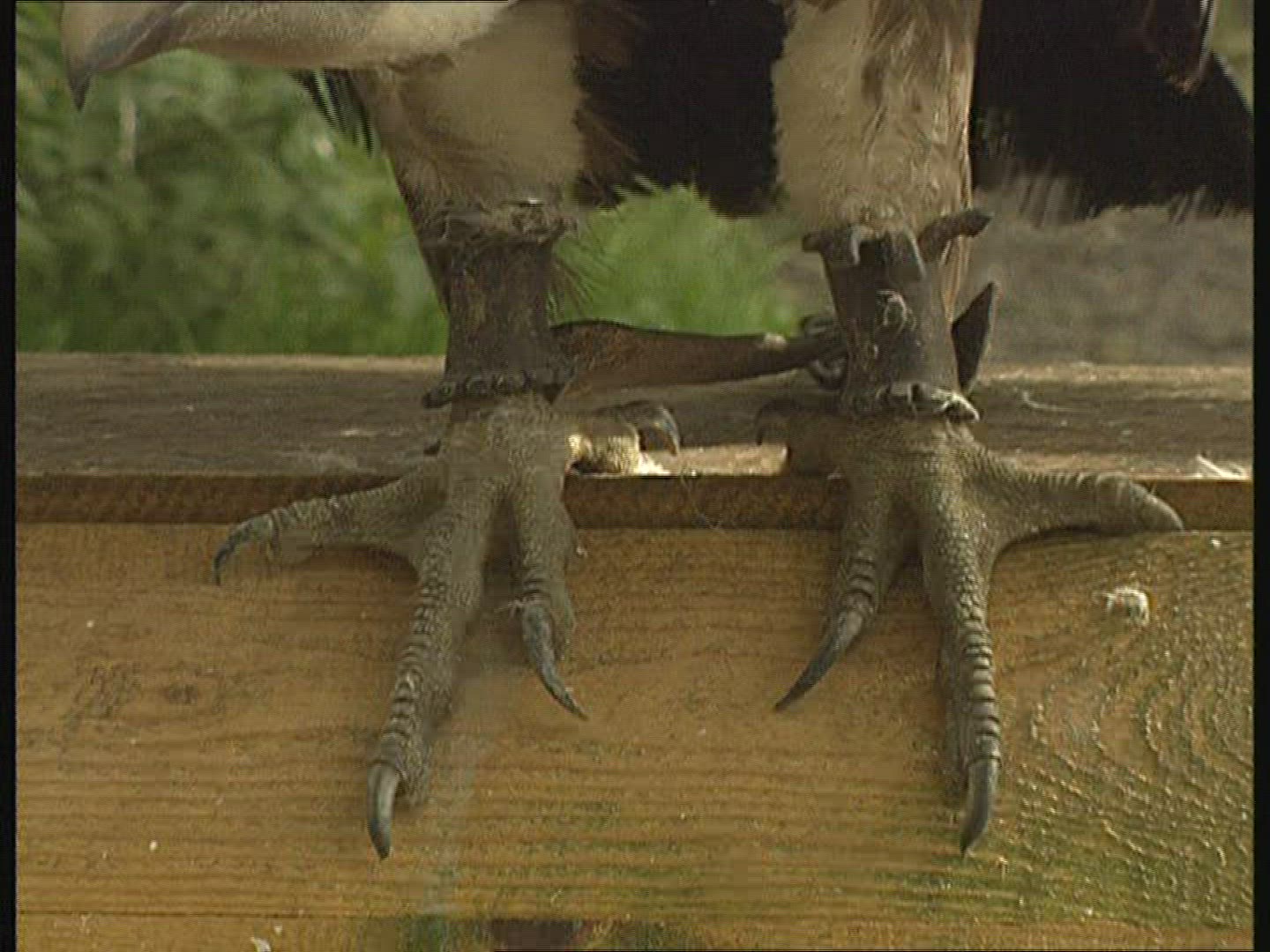 238098150 / Griffon Vulture / Keeping of Animals / Germany