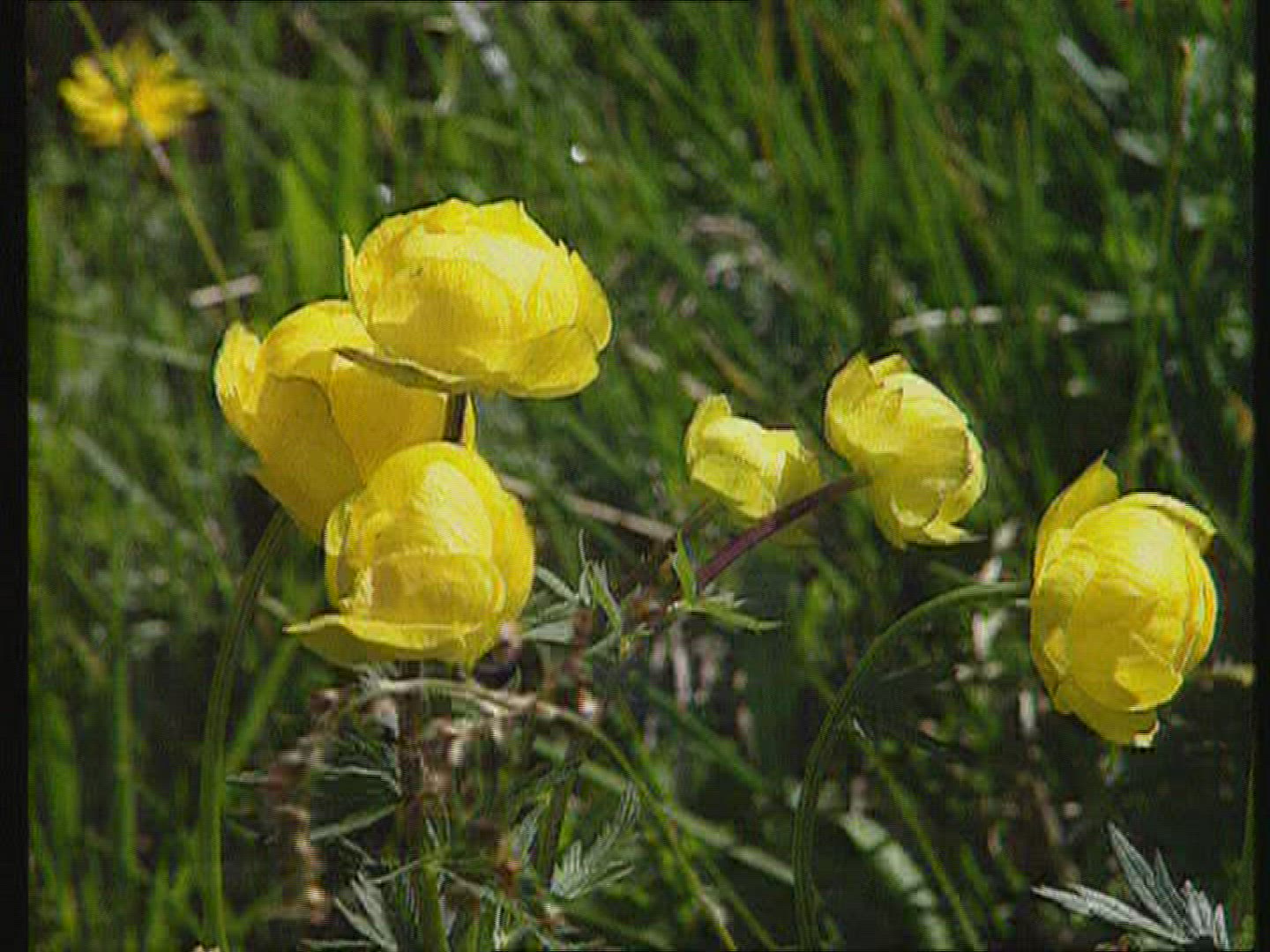 793579216 / Flower / Berchtesgadener Land / Germany