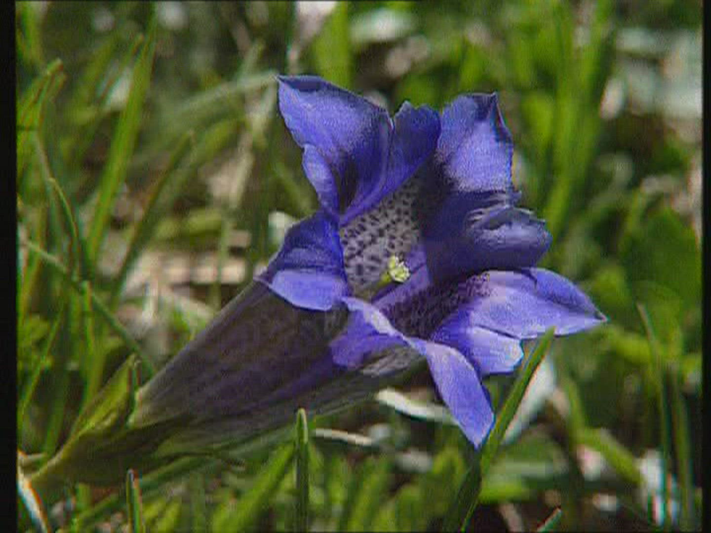 879868517 / Flower / Berchtesgadener Land / Germany