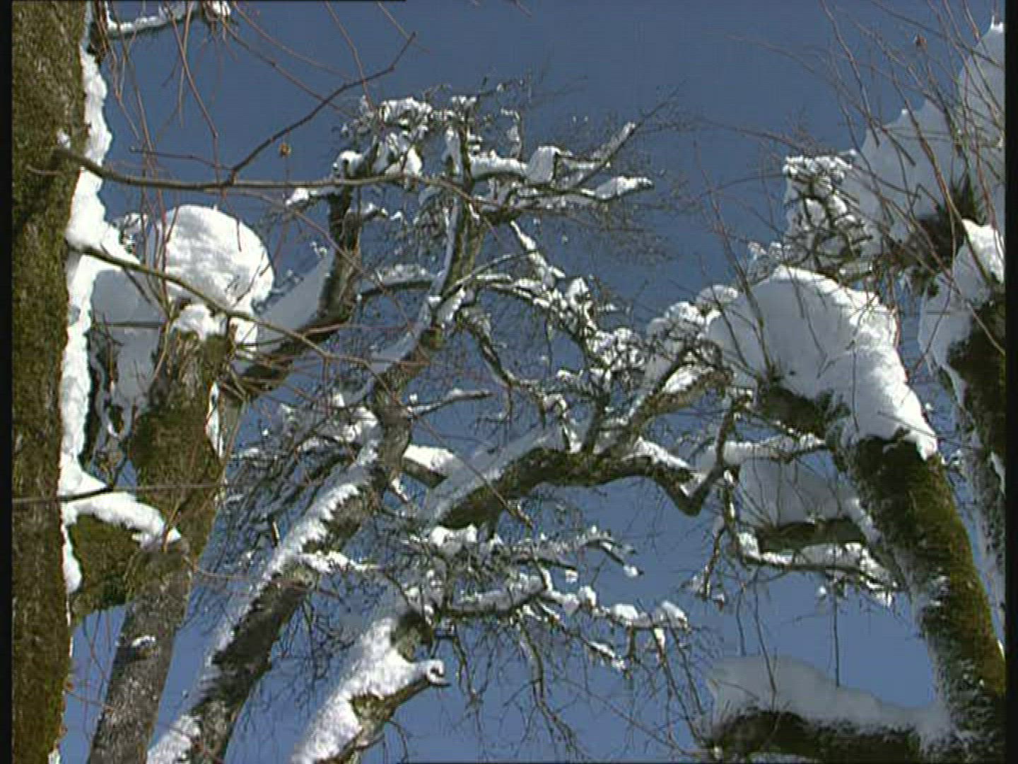 165139561 / Winter / Berchtesgadener Land / Germany