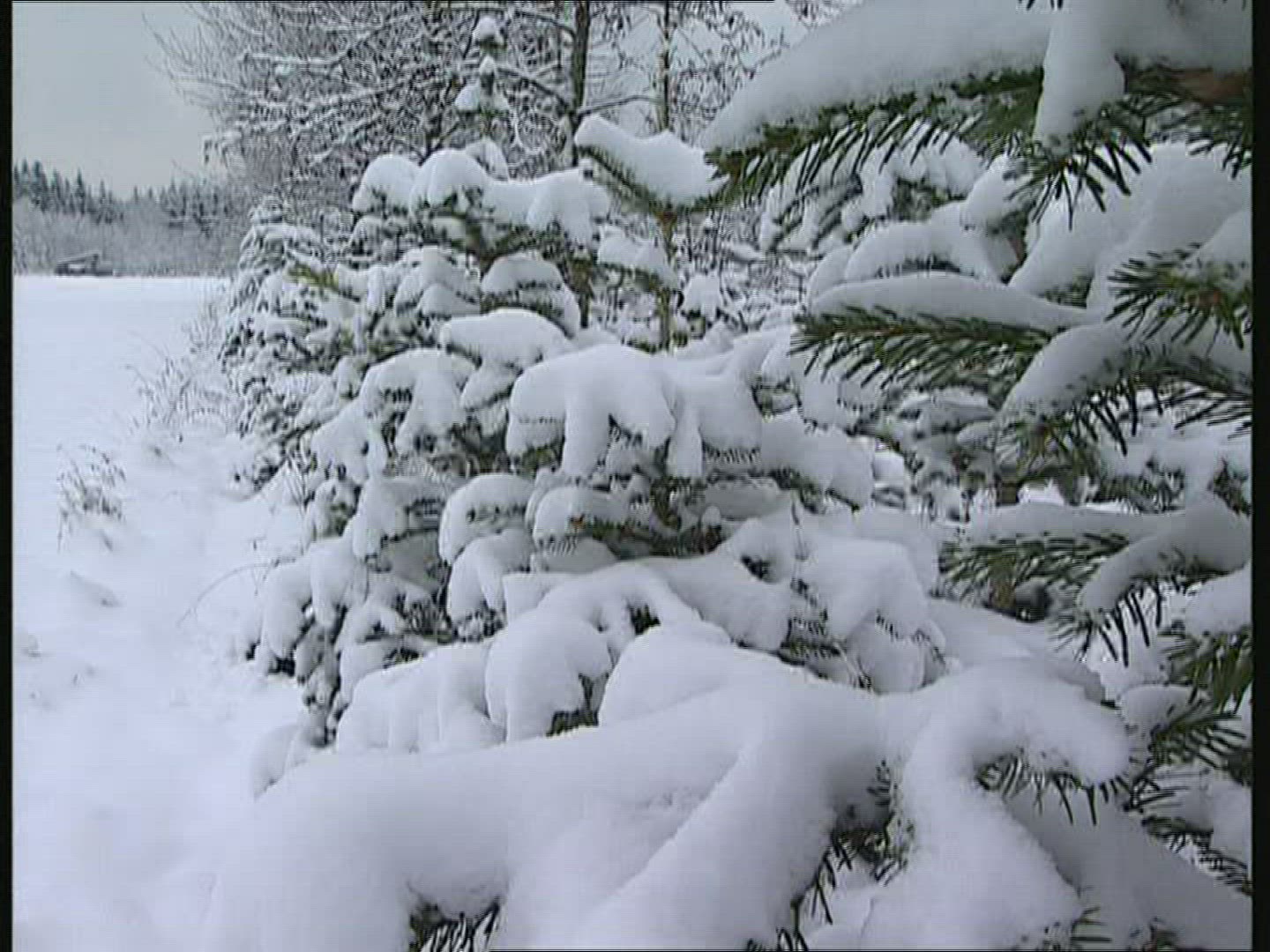 680503987 / Fir / Forest / Europe