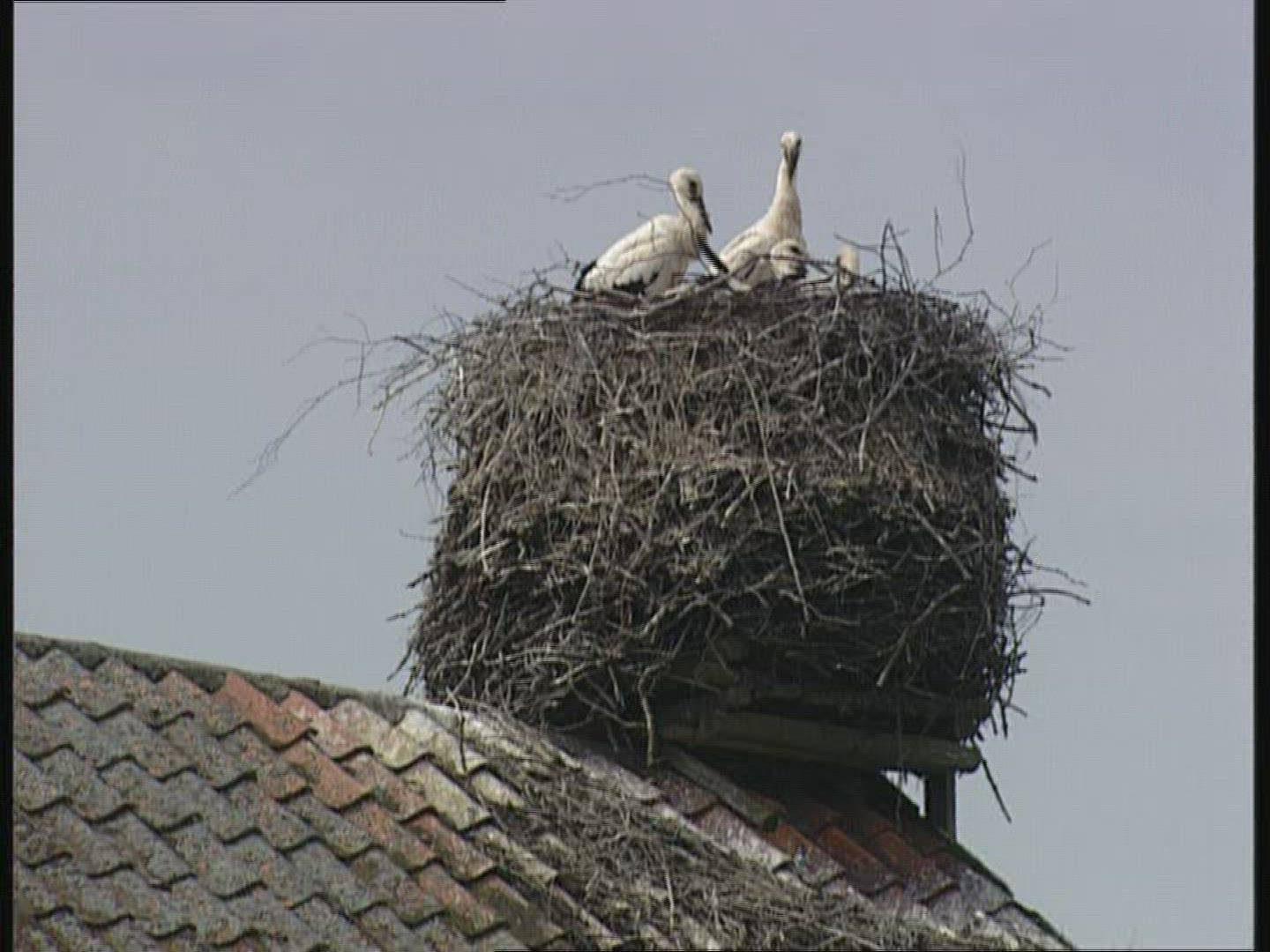 761827358 / White Stork / Nest / Poland