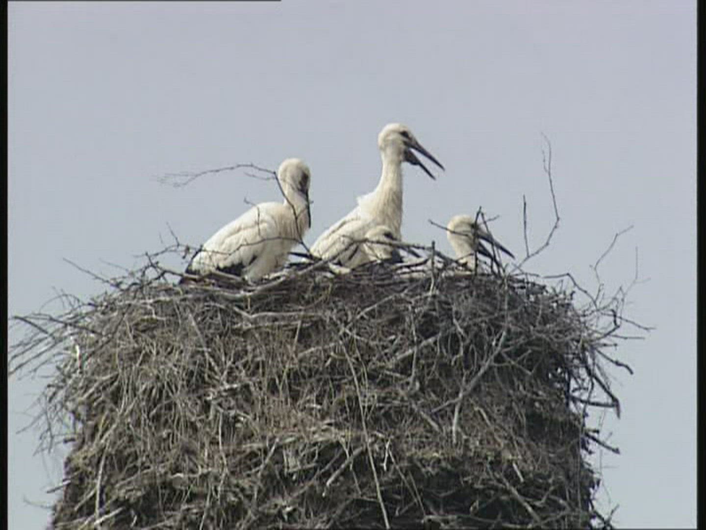 933570092 / White Stork / Nest / Poland