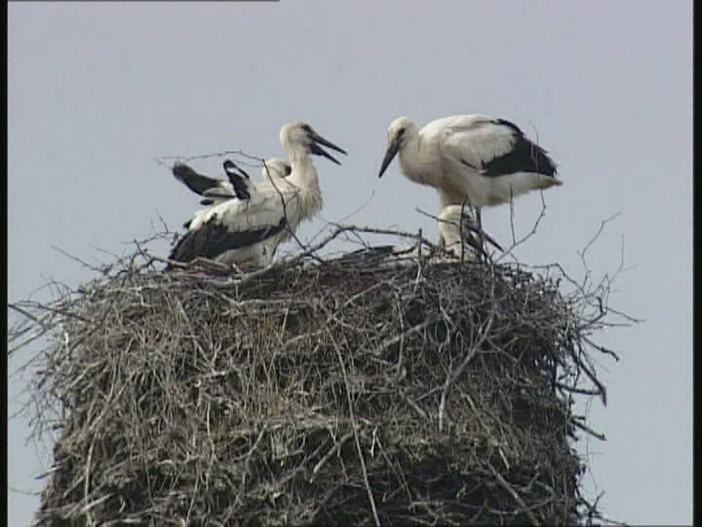 466351705 / White Stork / Nest / Poland