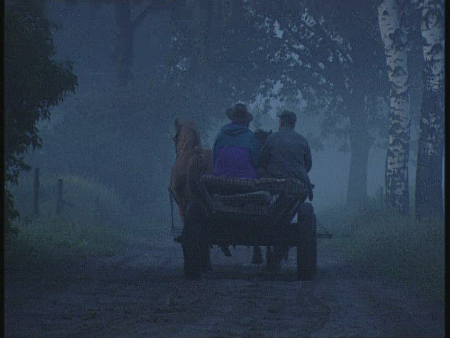 647749724 / Horse Cart / Biebrza National Park / Poland
