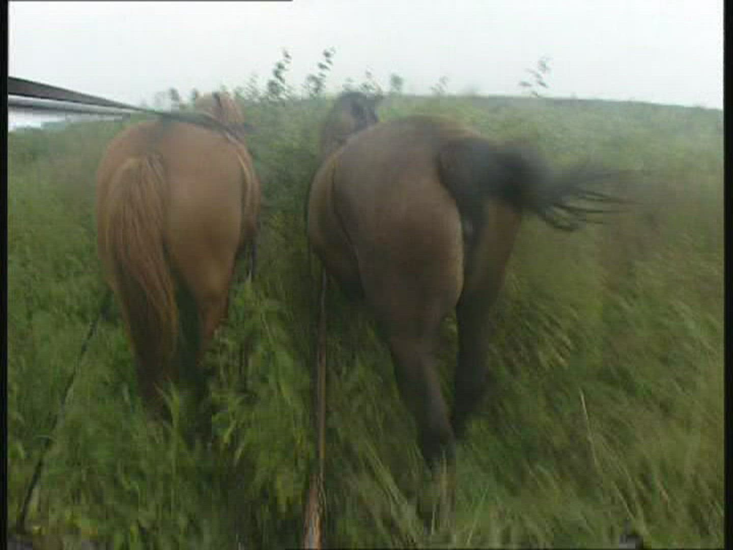 986011472 / Horse Cart / Biebrza National Park / Poland