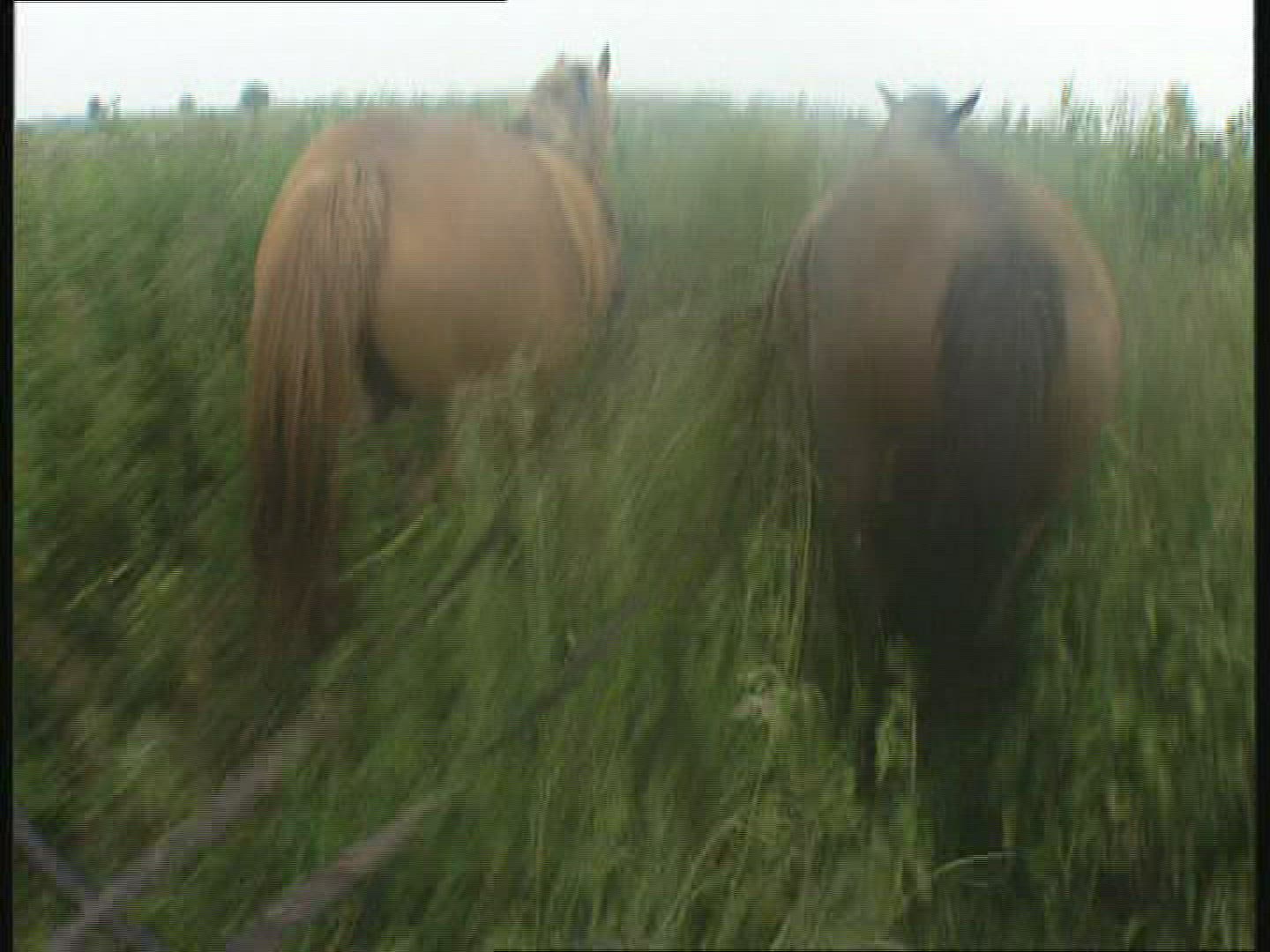 681995293 / Horse Cart / Biebrza National Park / Poland