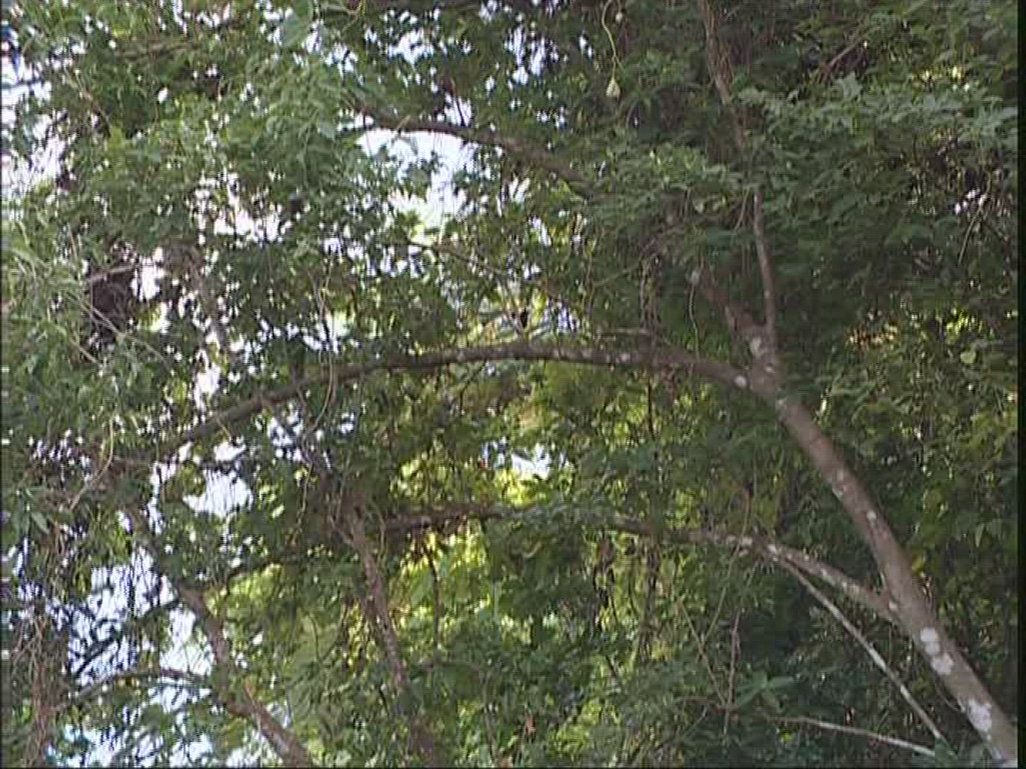 302151769 / Naghol / Jumping / Pentecost / Vanuatu