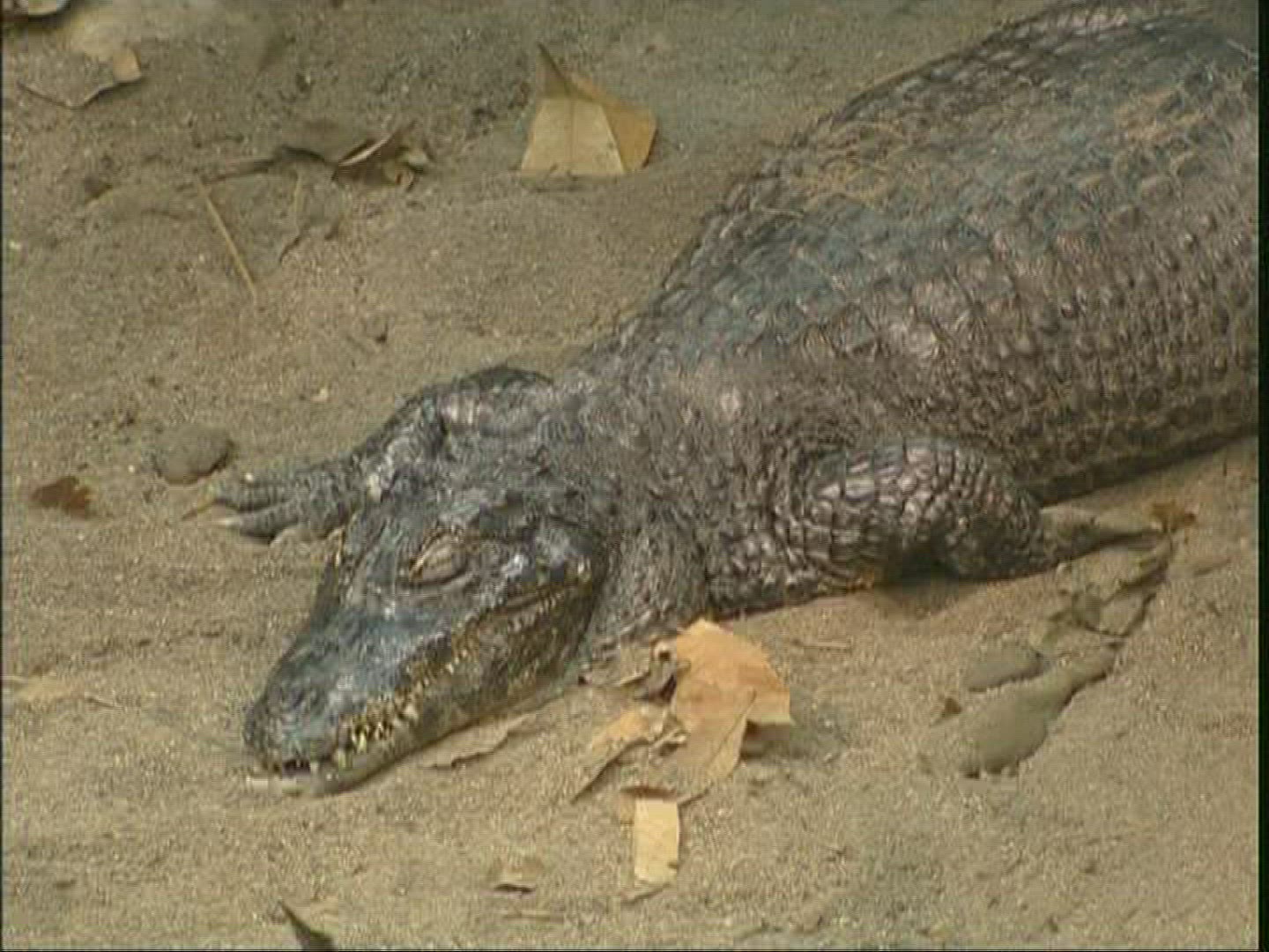 244405407 / Alligator / Zoo / Canada