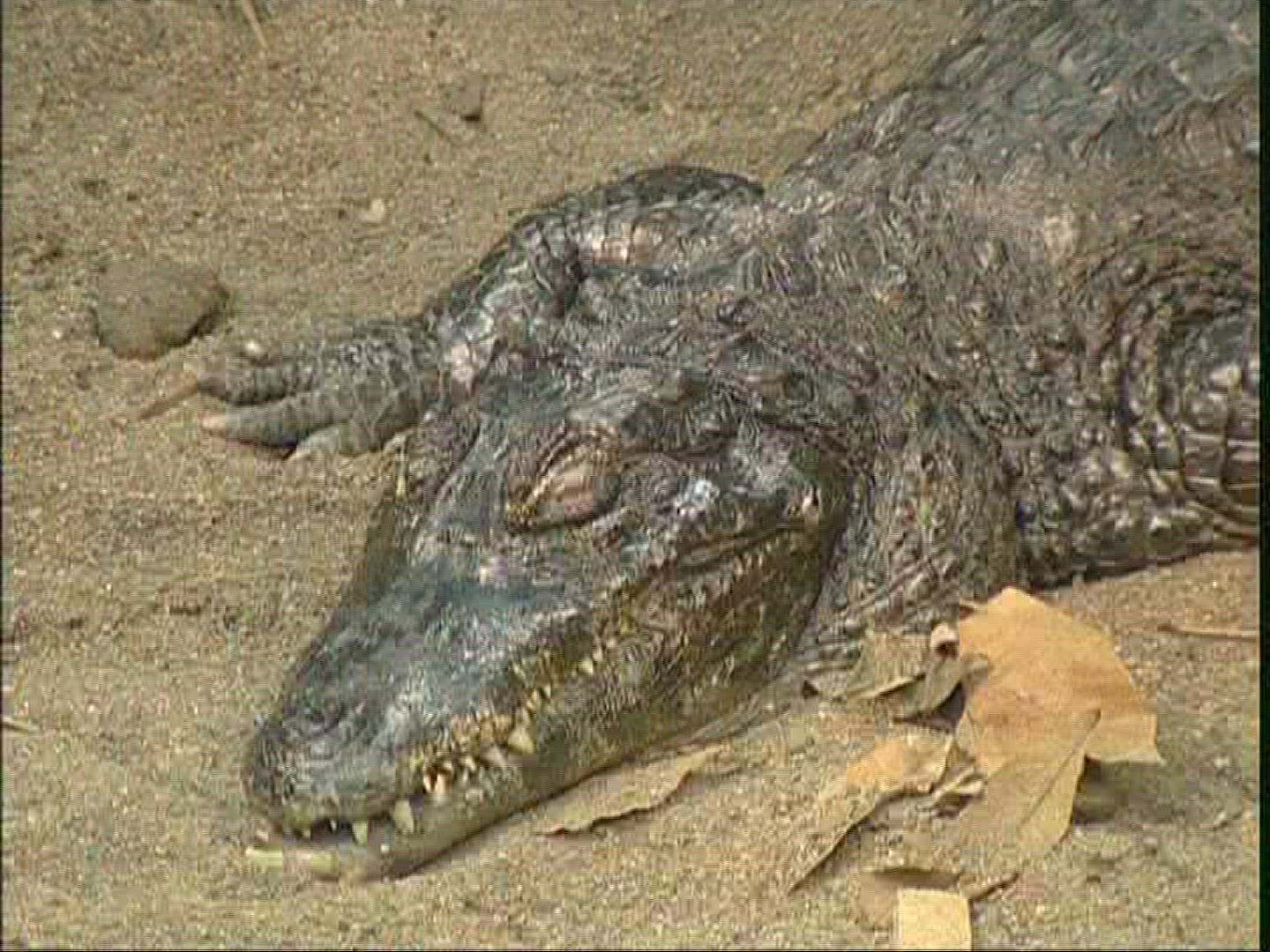 756133144 / Alligator / Zoo / Canada