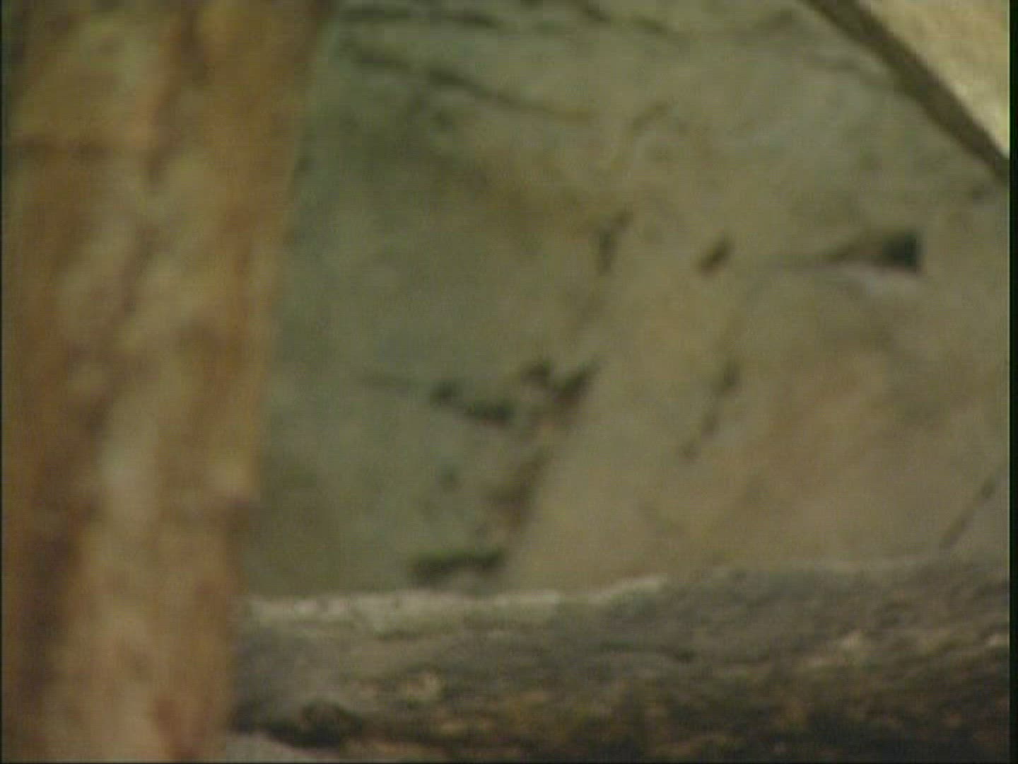 263623320 / Lynx / Zoo / Canada