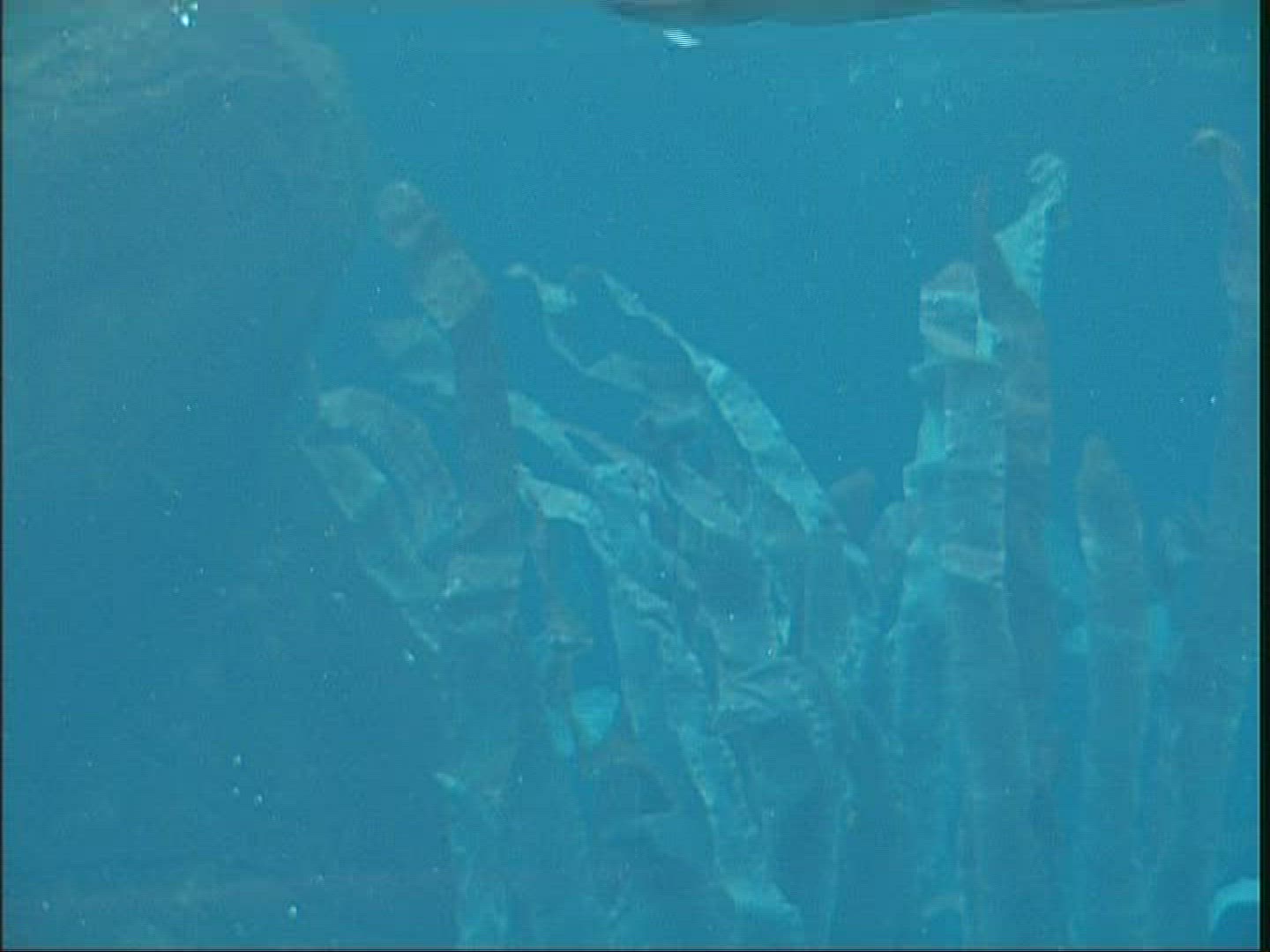 601471615 / Fish / Aquarium / Canada