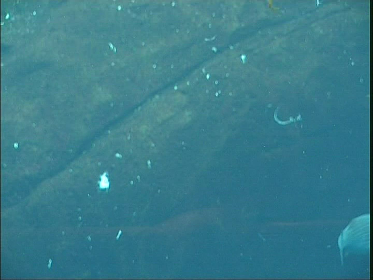 156114671 / Fish / Aquarium / Canada