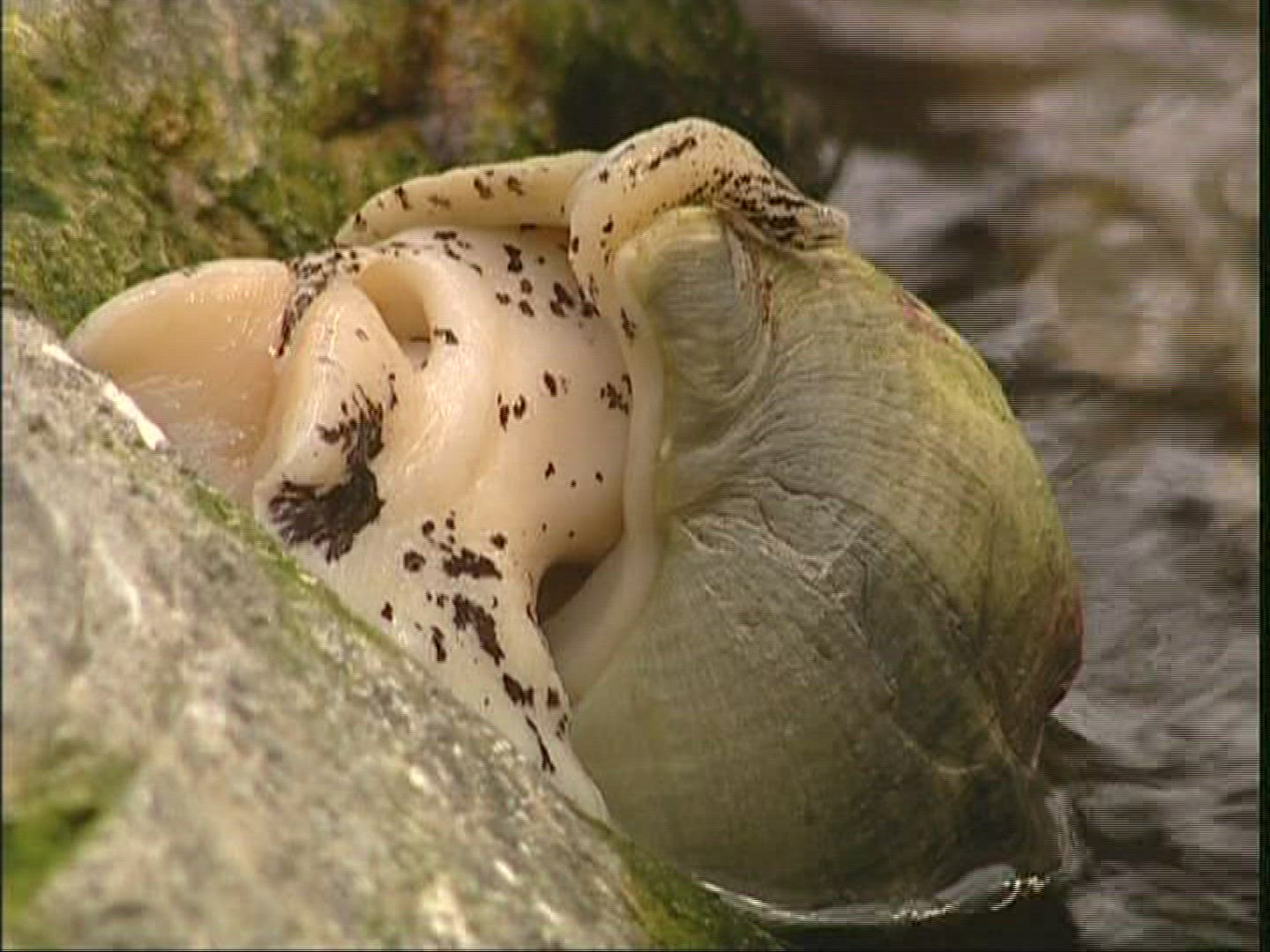 350314310 / Bivalve / Aquarium / Canada