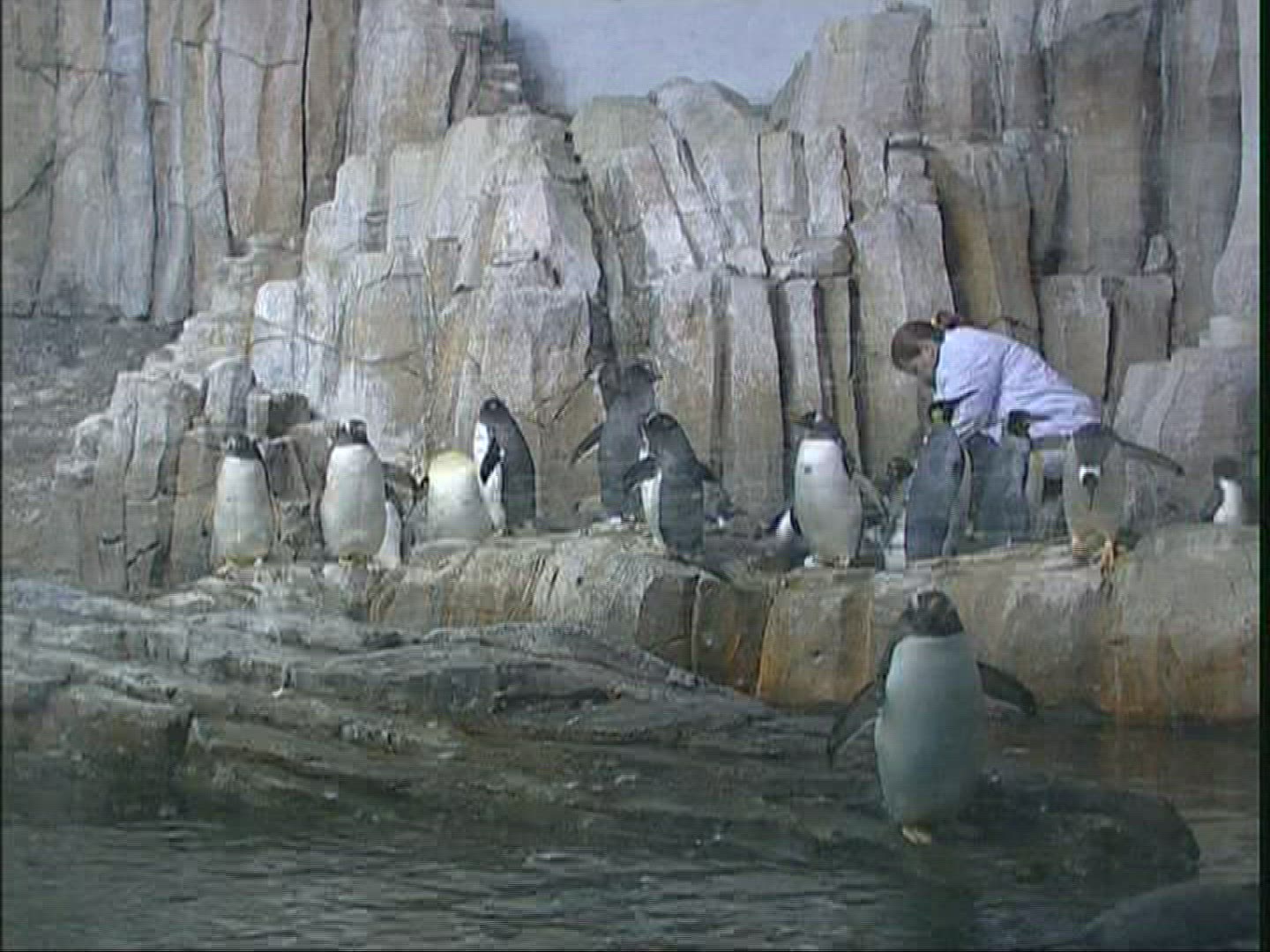 363351481 / Penguin / Zoo / Canada