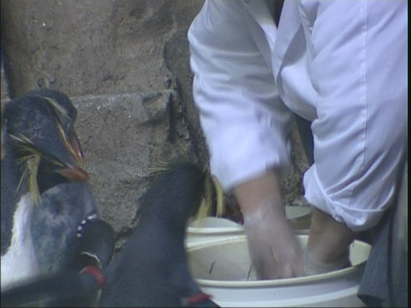 695228207 / Penguin / Zoo / Canada