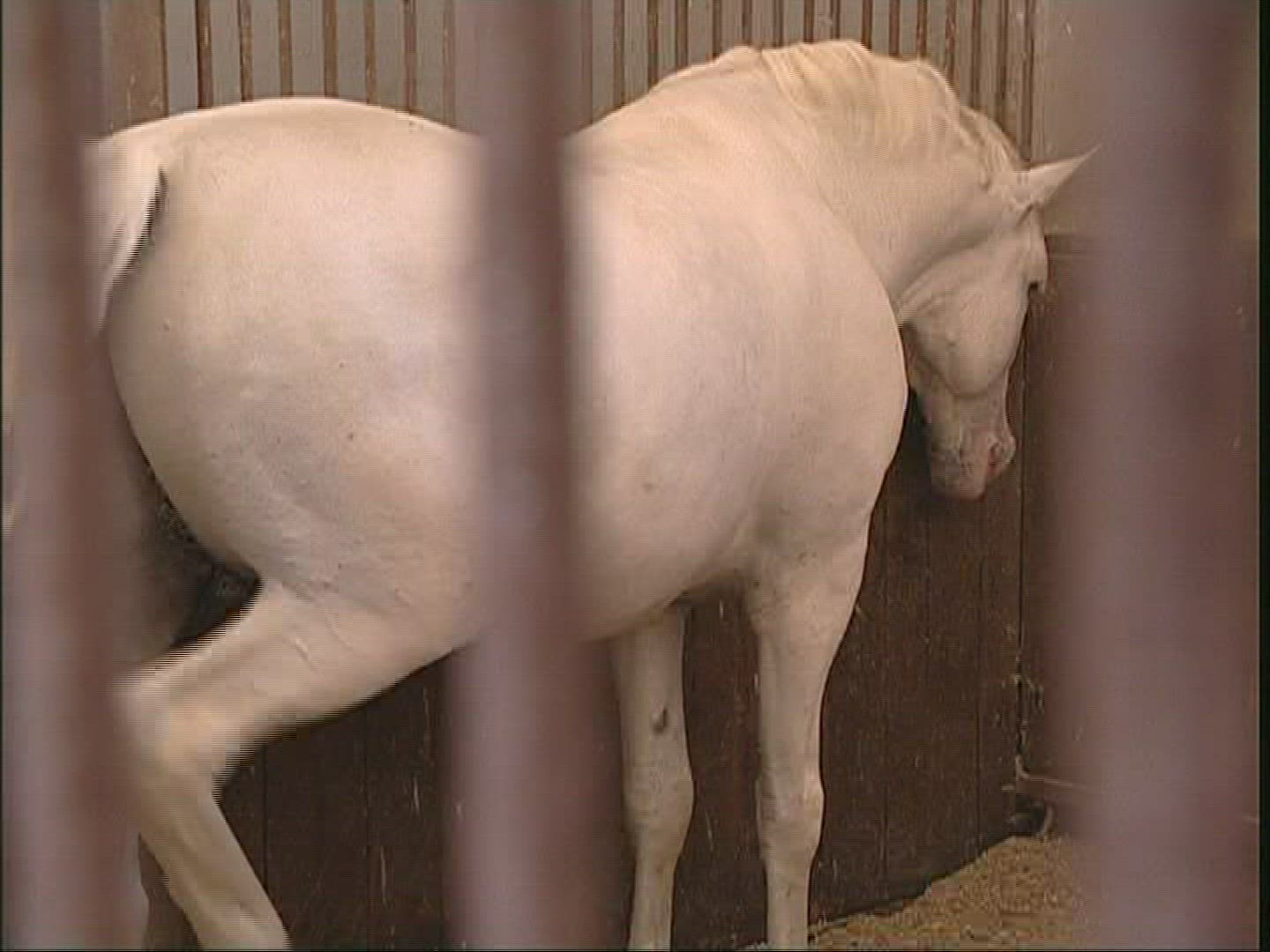 588960926 / Lippizaner / Stable / Stud / Sezana / Slovenia
