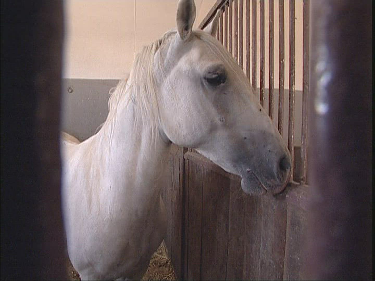 187016099 / Lippizaner / Stable / Stud / Sezana / Slovenia