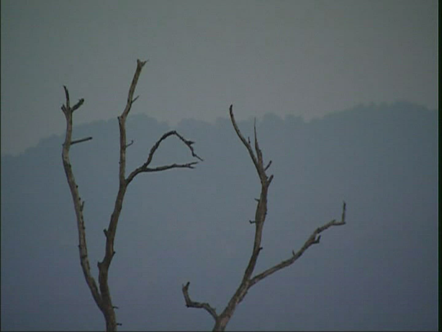 986943991 / Deciduous Tree / Limb / India