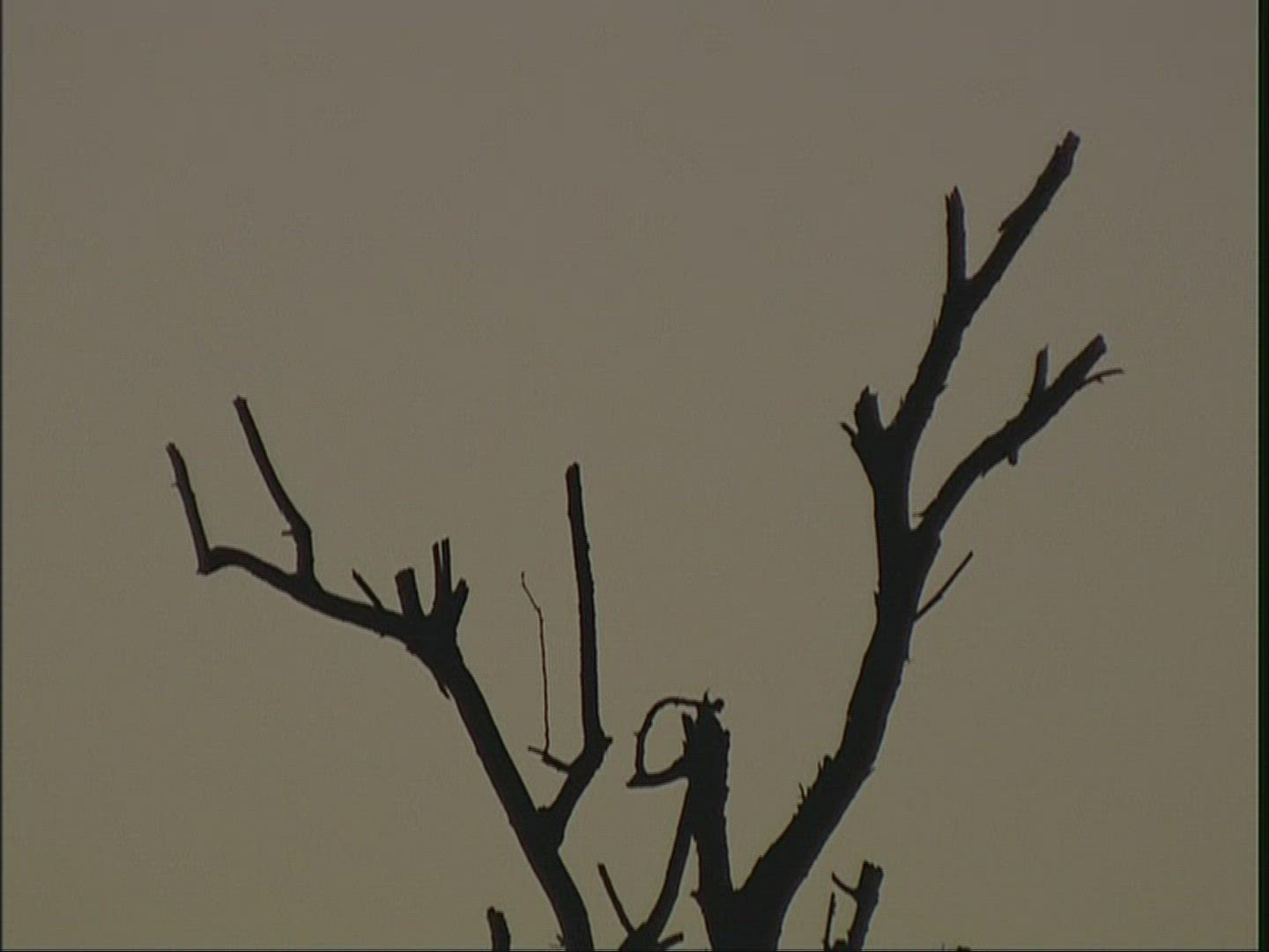 480192572 / Deciduous Tree / Limb / India