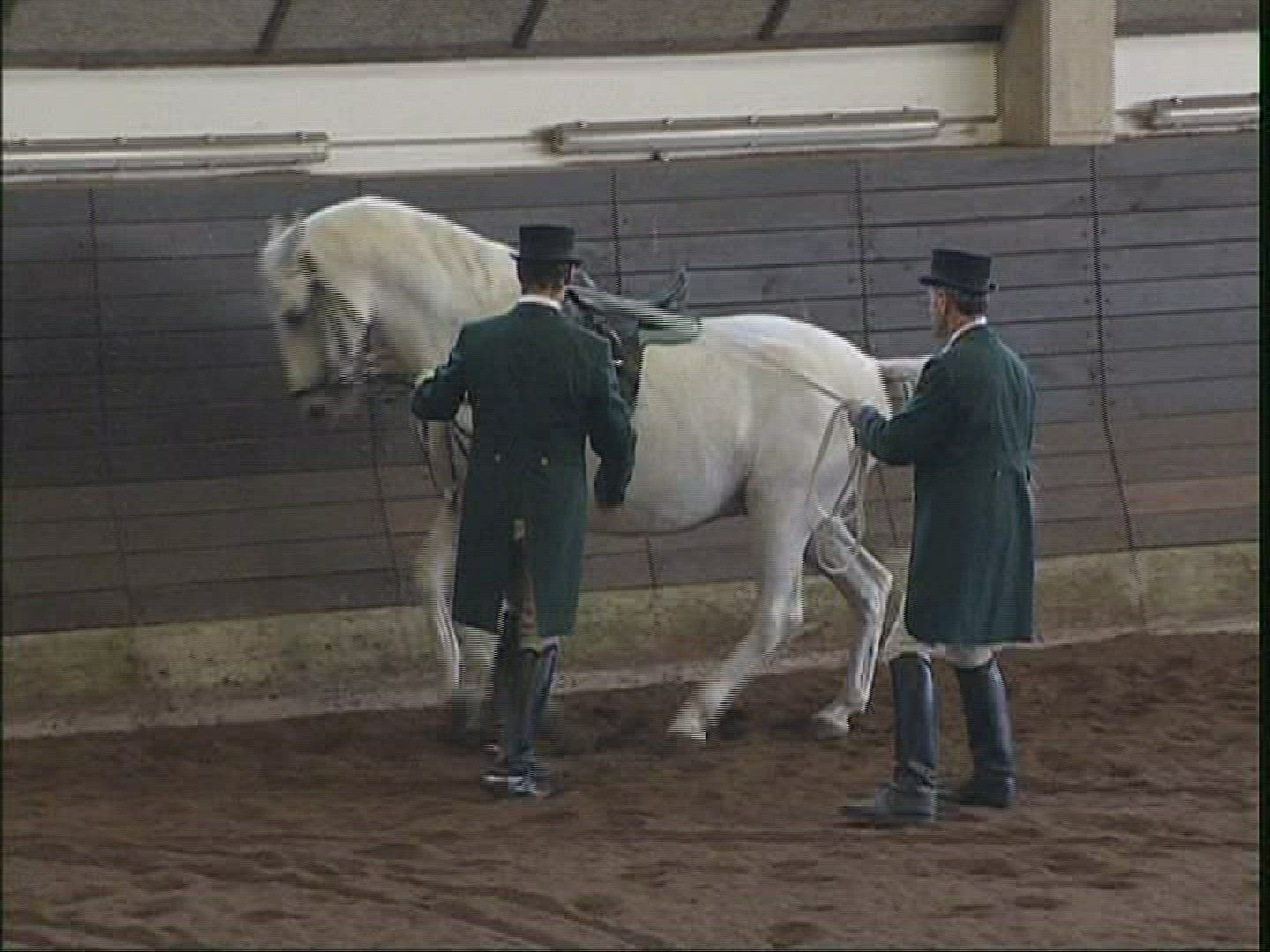 534499673 / Lippizaner / Demonstrating / Sezana / Slovenia