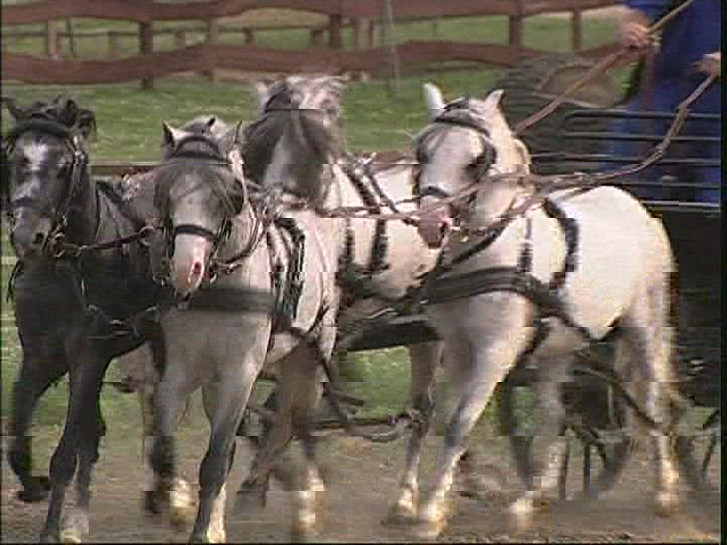 186371084 / Horse / Harnessed Team / Demonstrating / Hungary