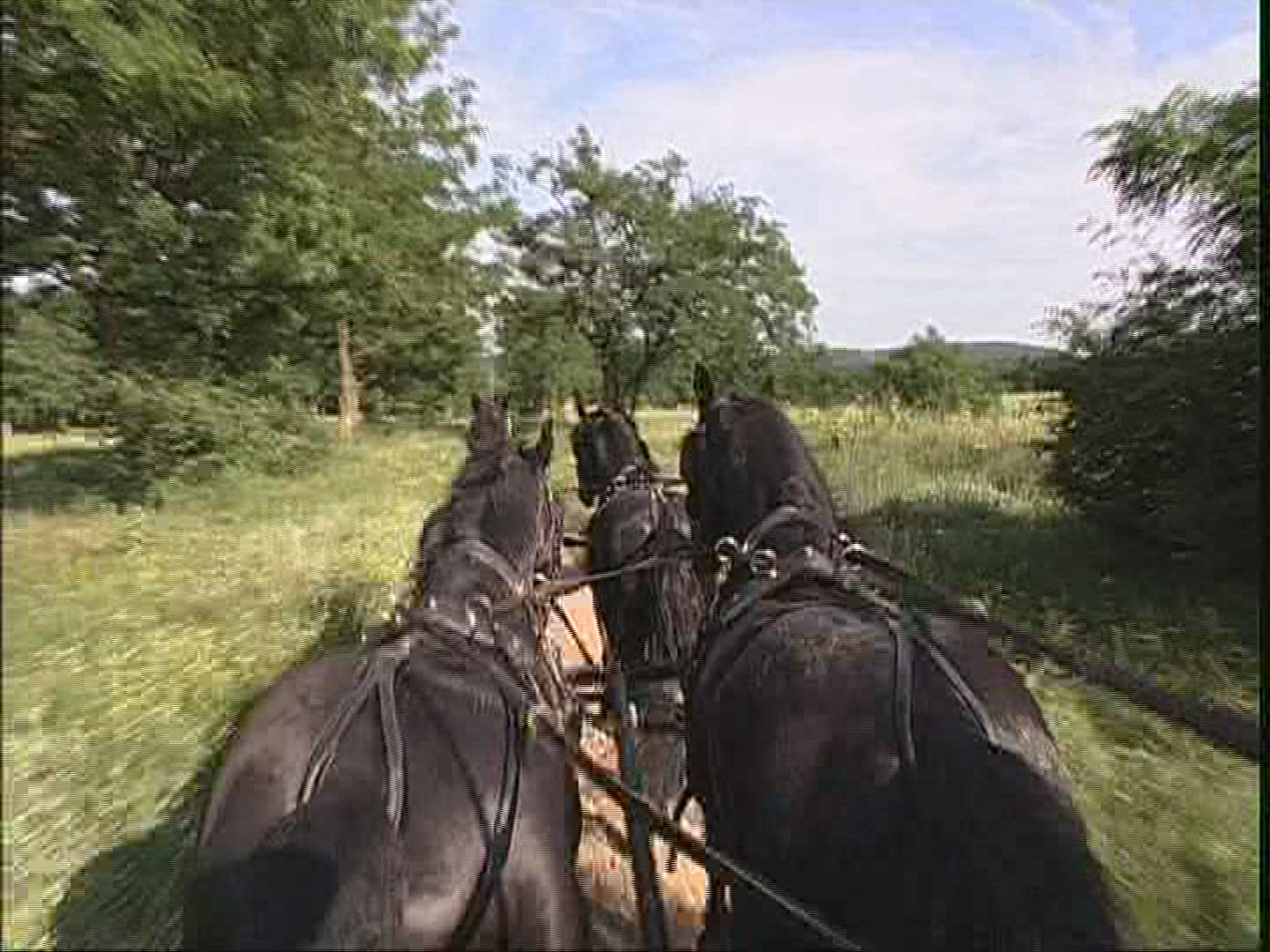 657822665 / Horse / Harnessed Team / Demonstrating / Hungary