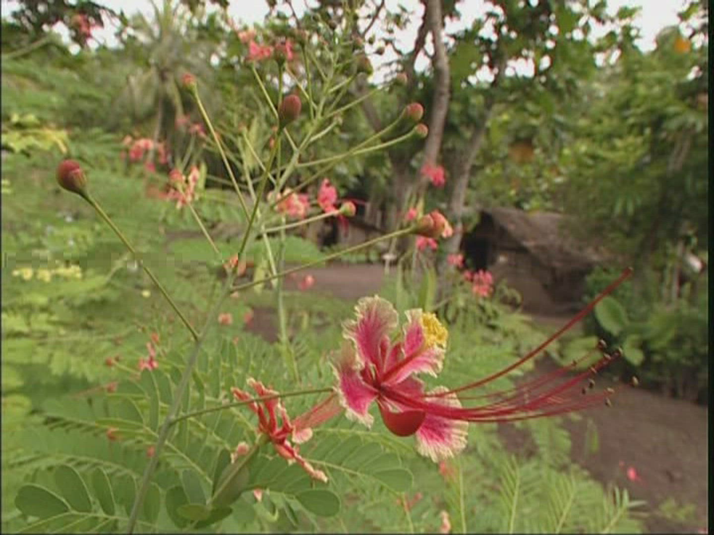 777557239 / Rainforest / Loh / Vanuatu