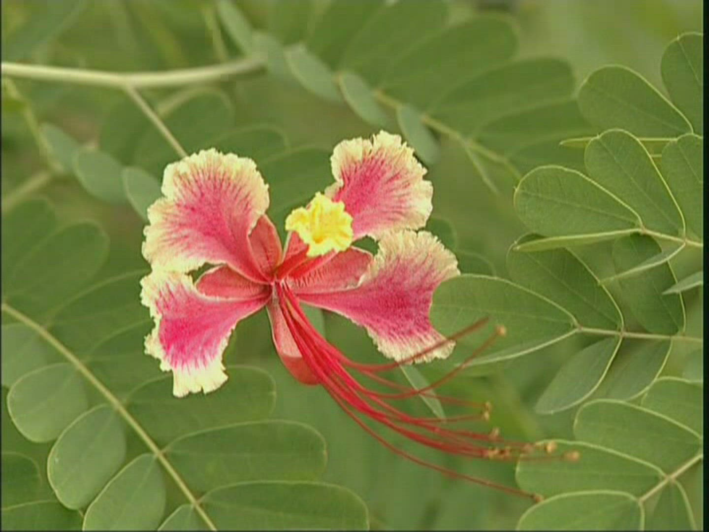 647872004 / Rainforest / Loh / Vanuatu