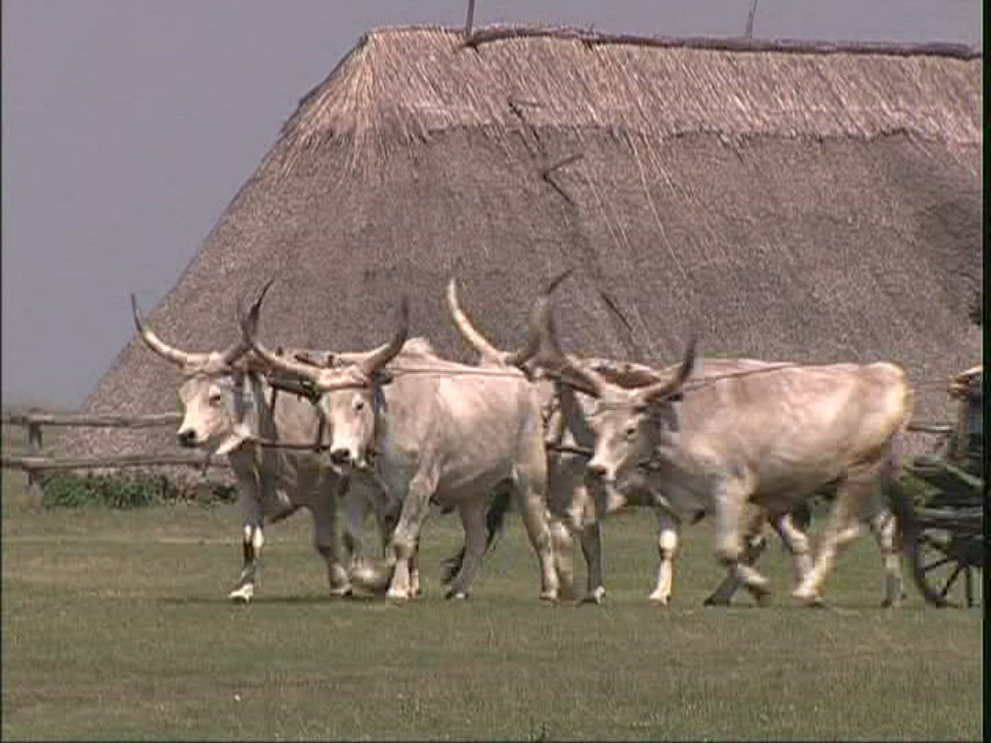 455004408 / Hungarian Steppe Cattle / Harnessed Team / Hungary