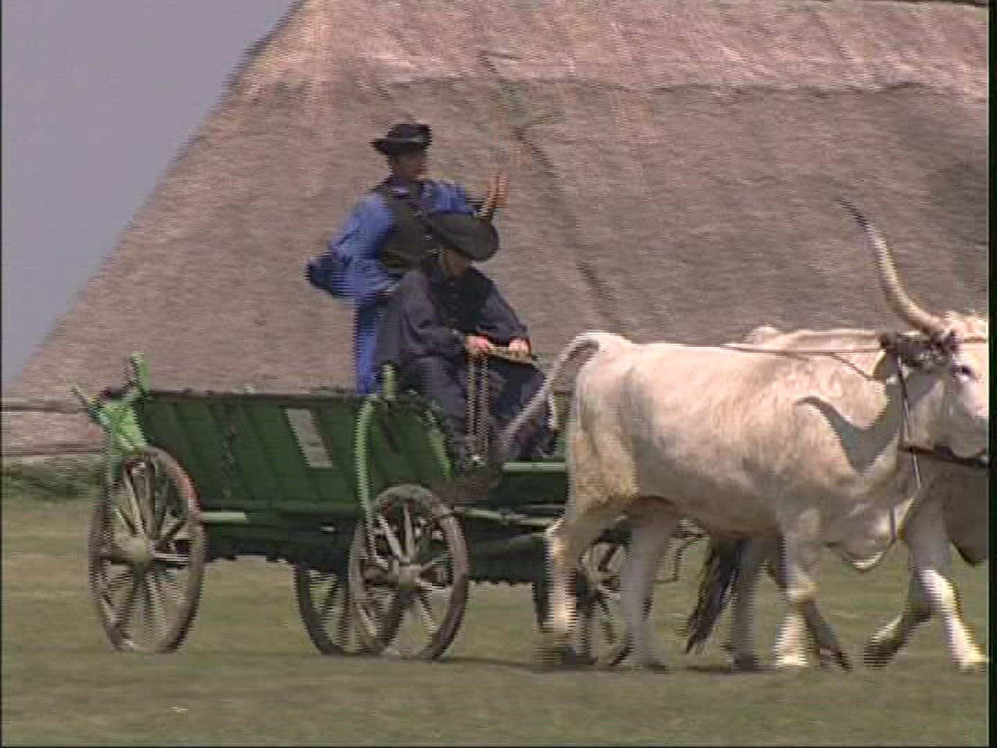 533315462 / Hungarian Steppe Cattle / Harnessed Team / Hungary