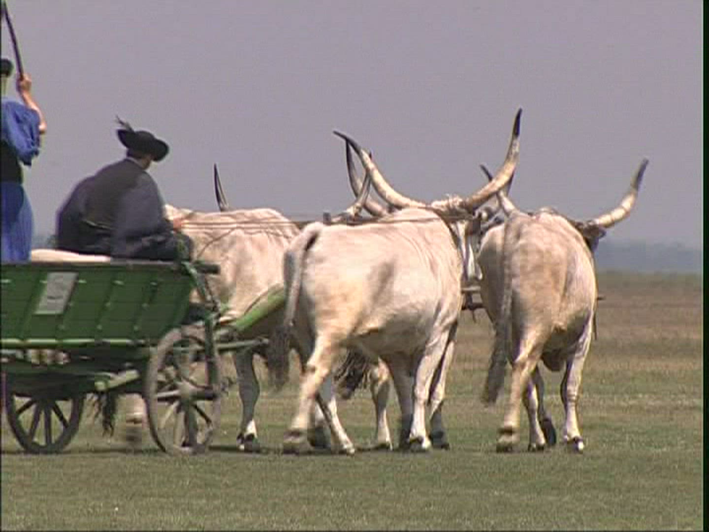 583136898 / Hungarian Steppe Cattle / Harnessed Team / Hungary