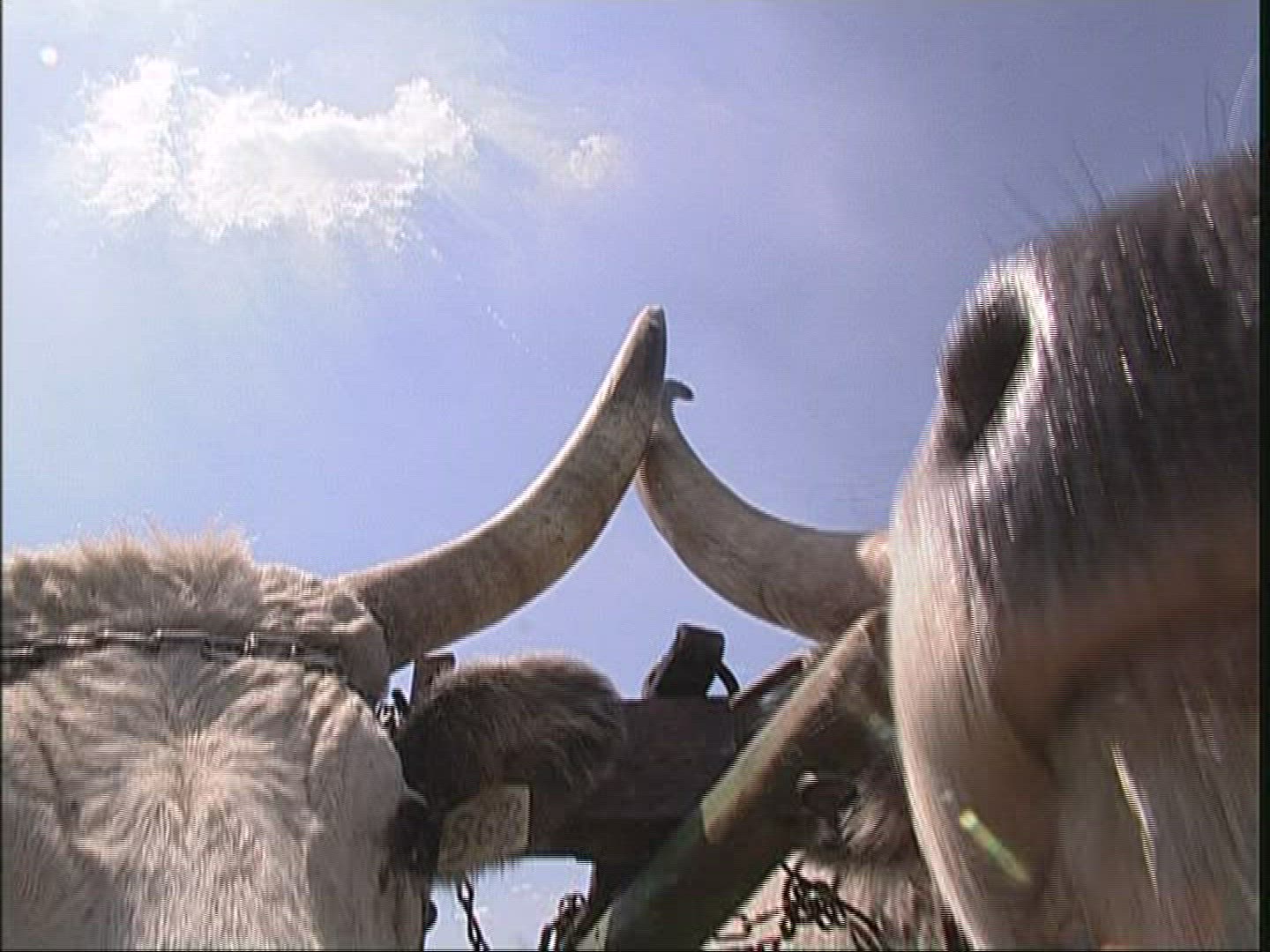 279487680 / Hungarian Steppe Cattle / Harnessed Team / Hungary