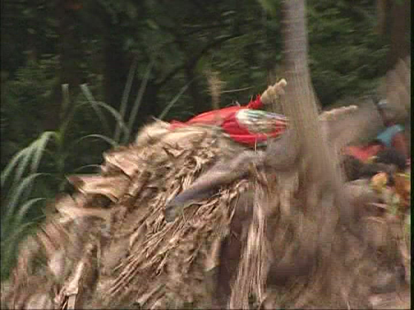 685514401 / Melanesian Ethnicity / Rom-Dance / Ambrym / Vanuatu