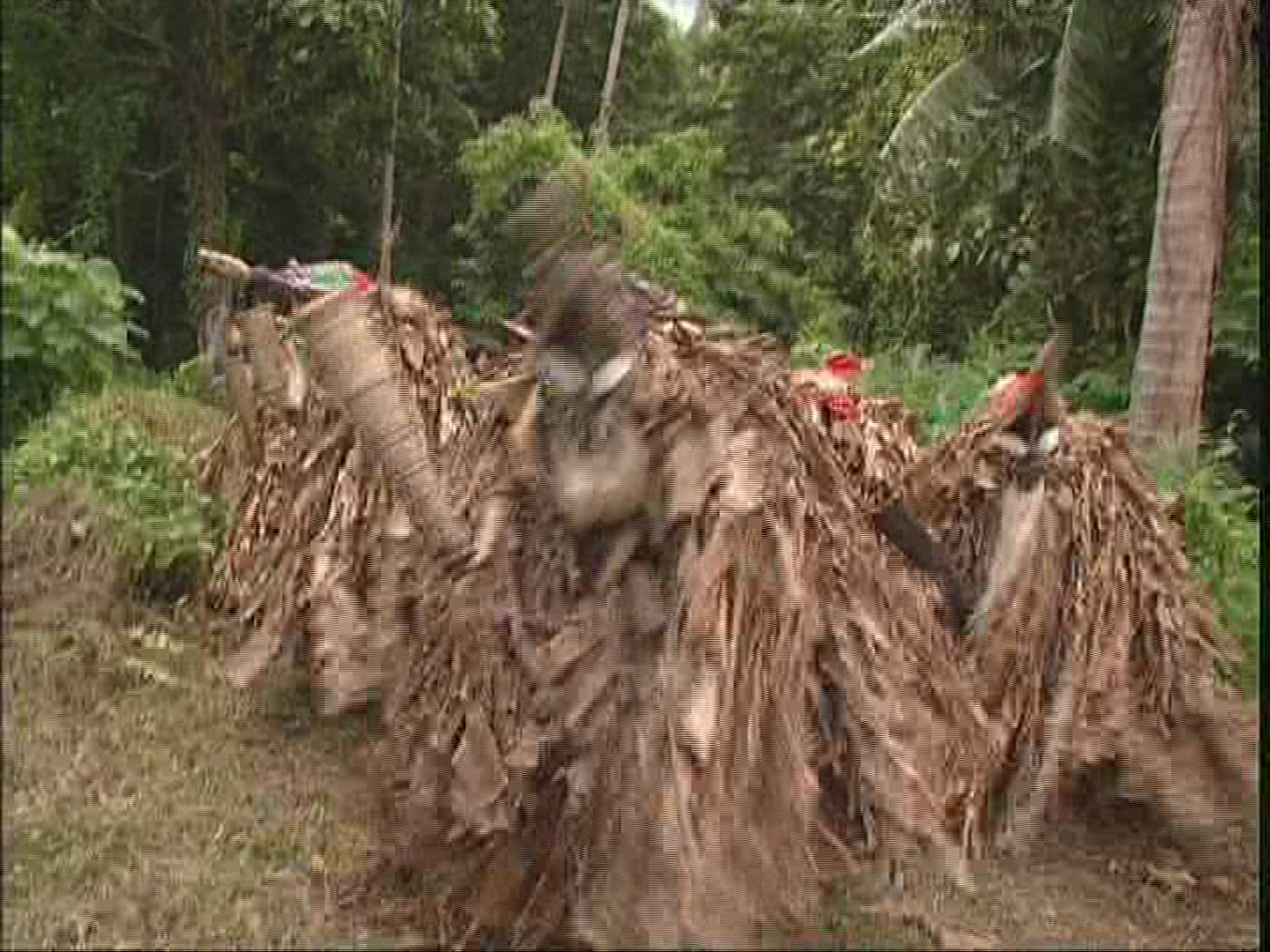 283426412 / Melanesian Ethnicity / Rom-Dance / Ambrym / Vanuatu