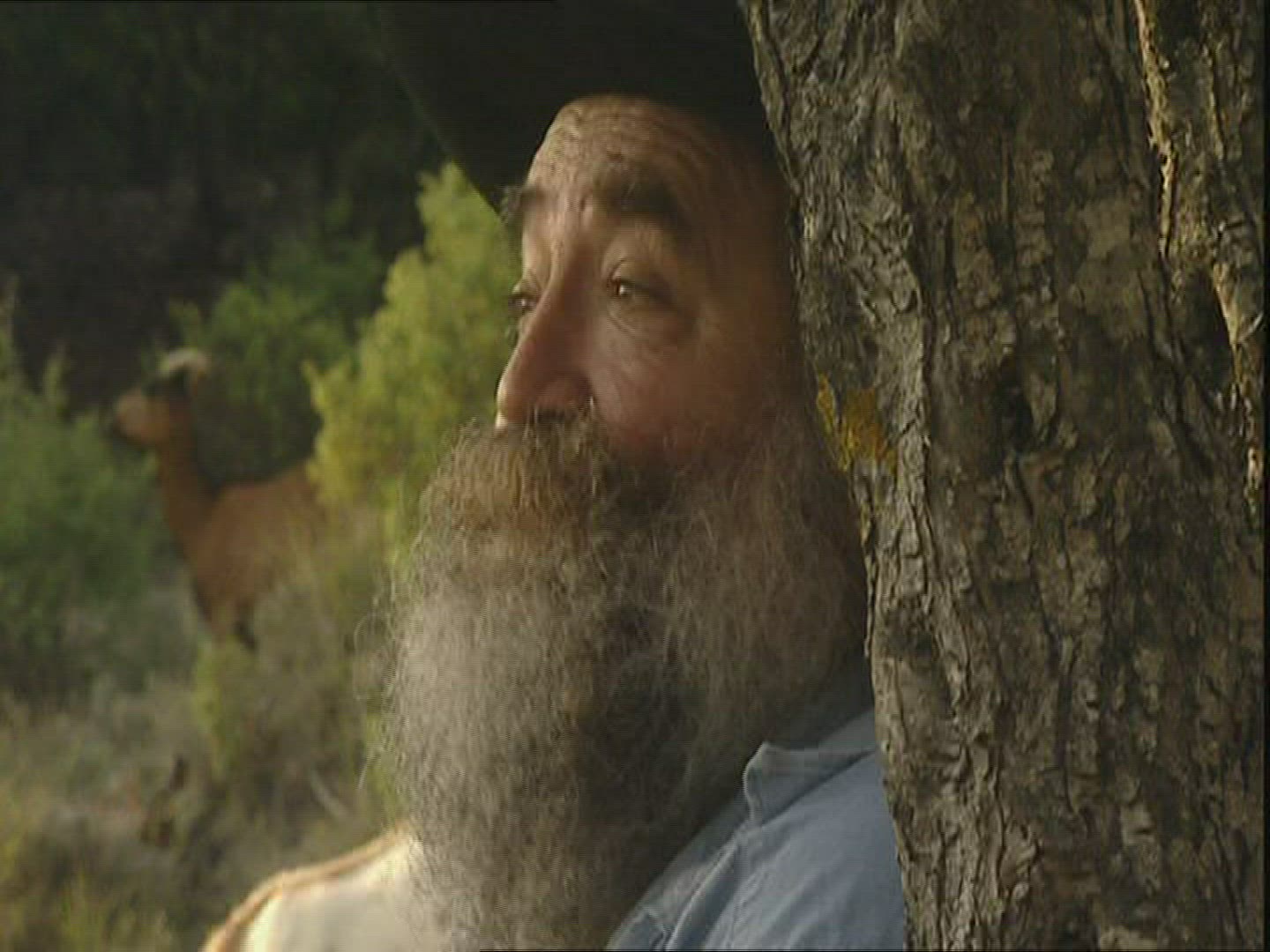 933574379 / Herder / Goat / Provence / France