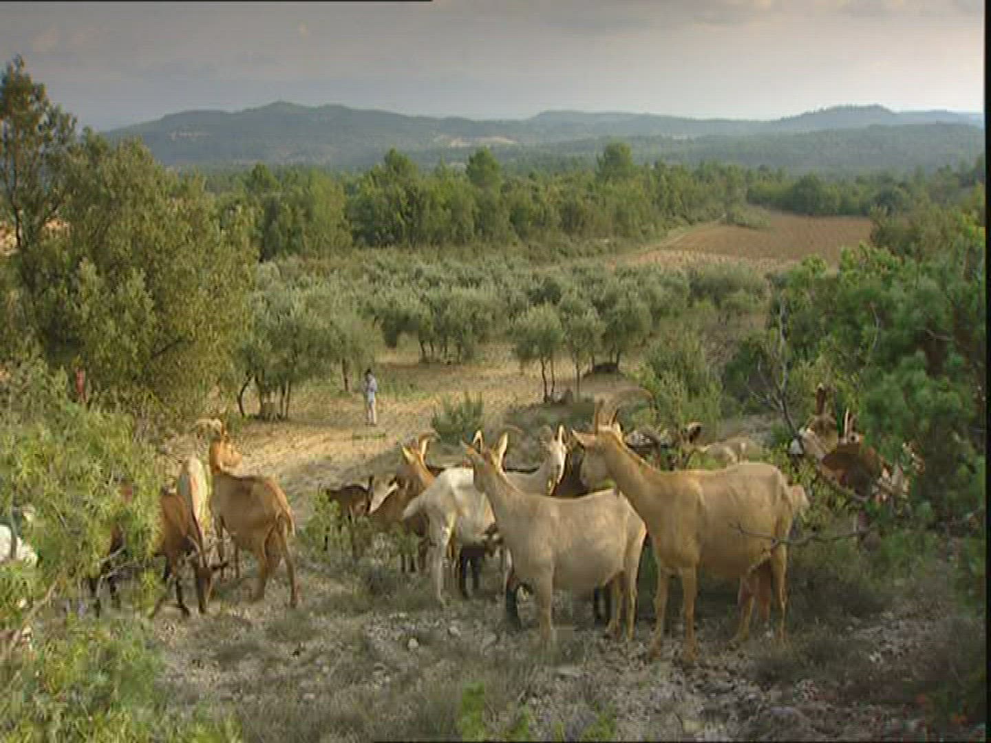 516595600 / Herder / Goat / Provence / France