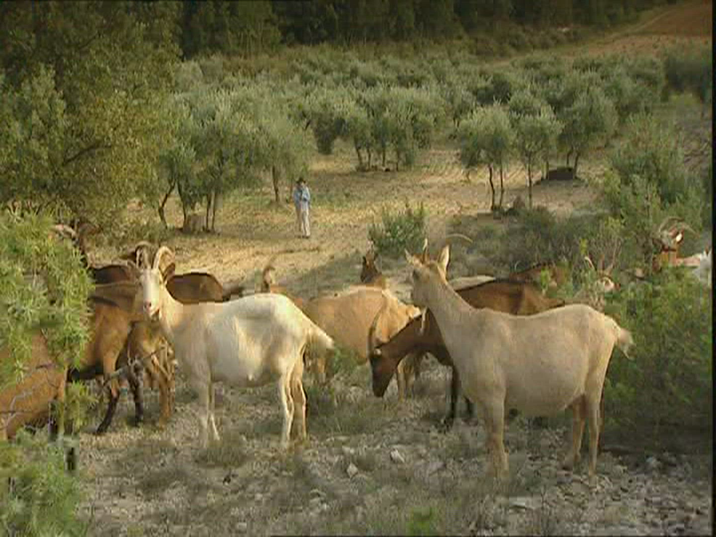 396328288 / Herder / Goat / Provence / France