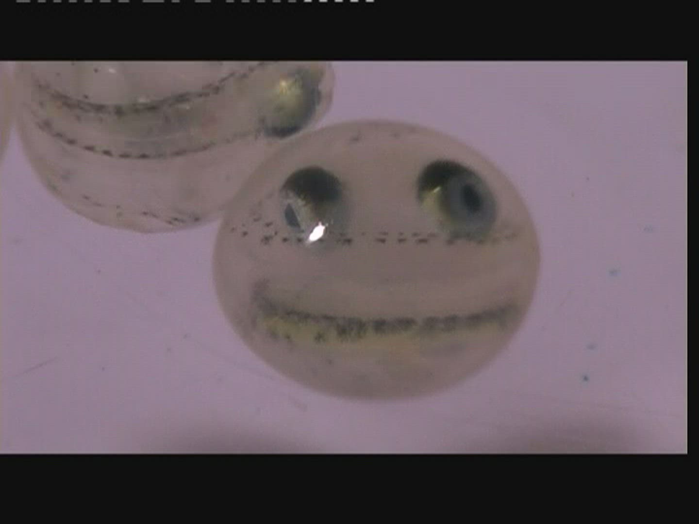 979541191 / Grasshopper / Head / Larva