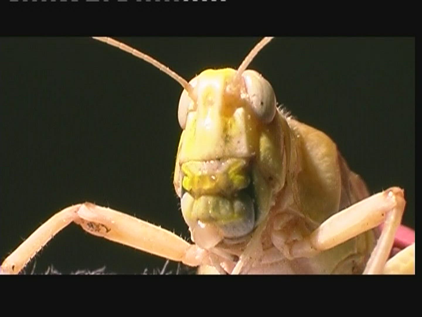 388699758 / Grasshopper / Head / Larva
