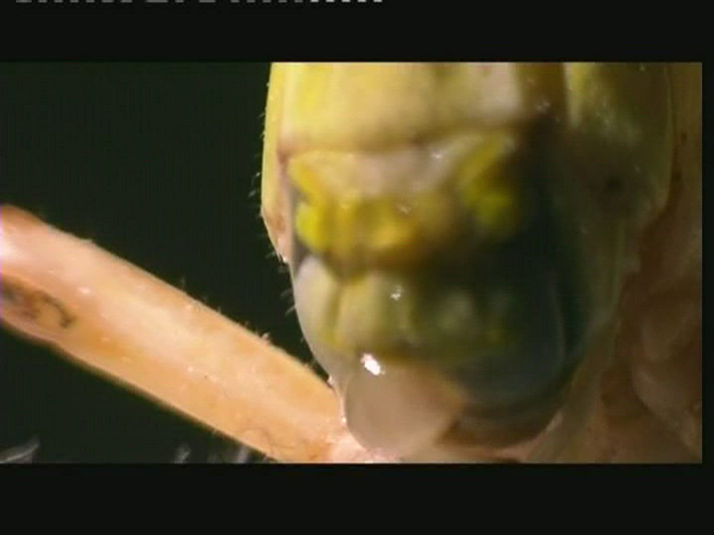 931102458 / Grasshopper / Head / Larva