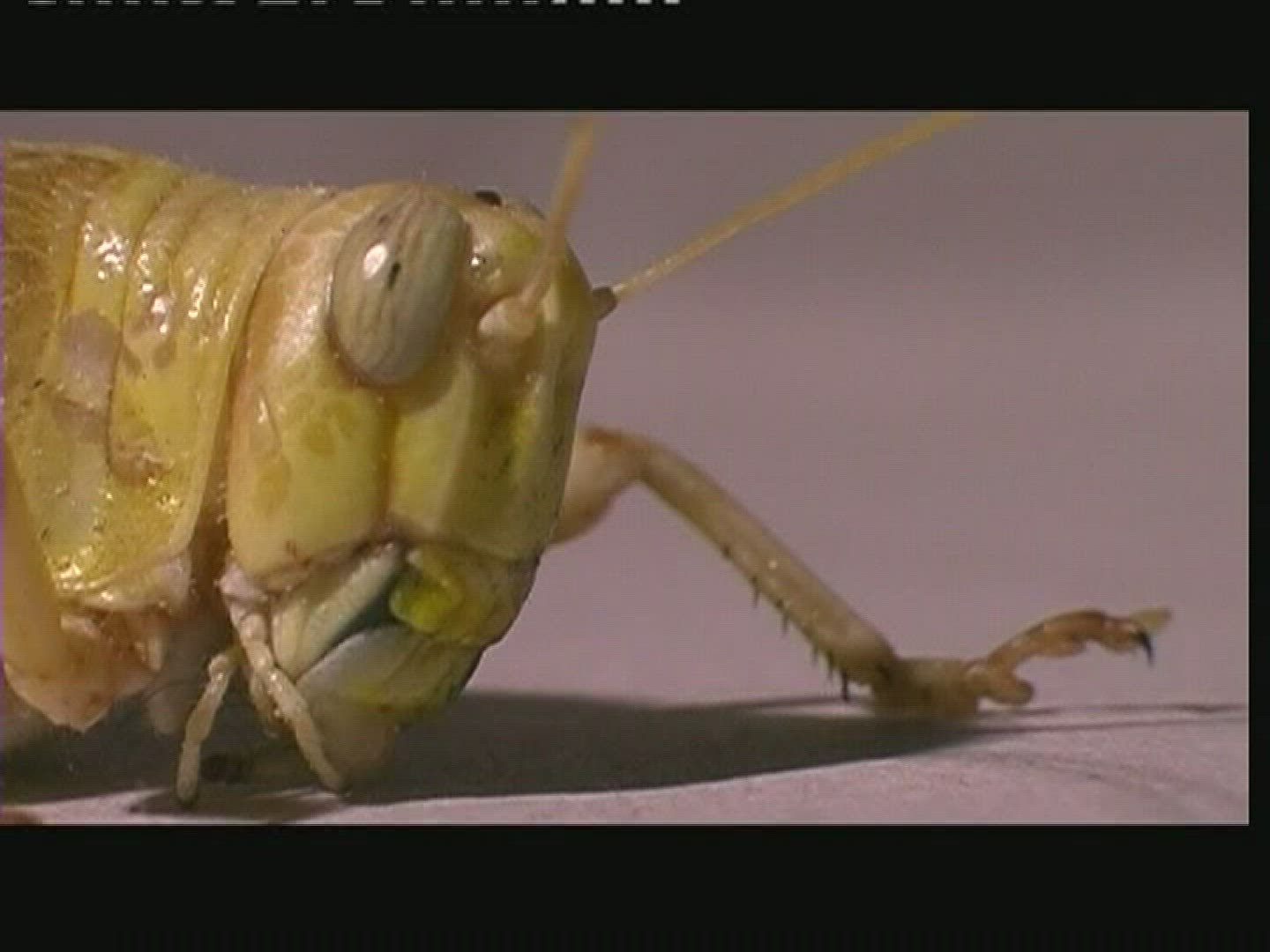 551357388 / Grasshopper / Head / Larva