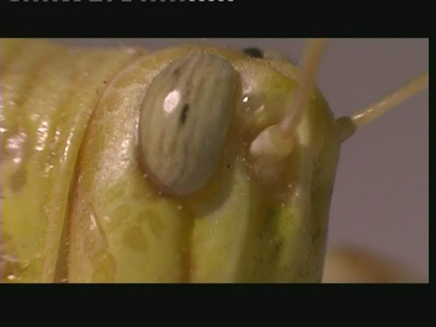 631929953 / Grasshopper / Head / Larva