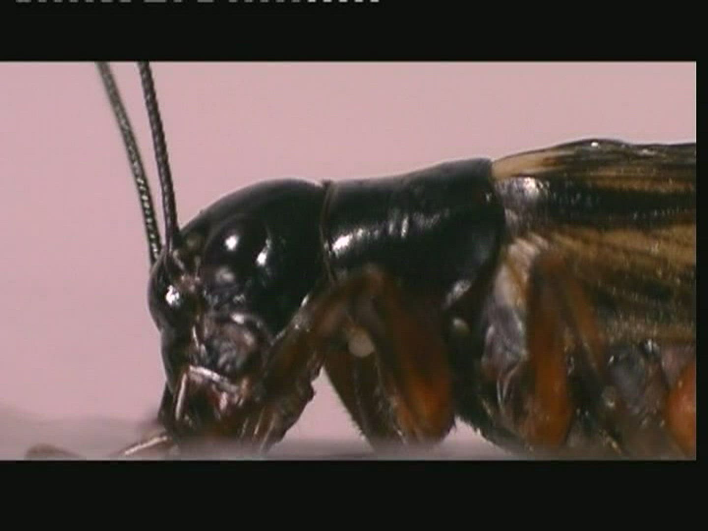 218270792 / Field Cricket / Eating